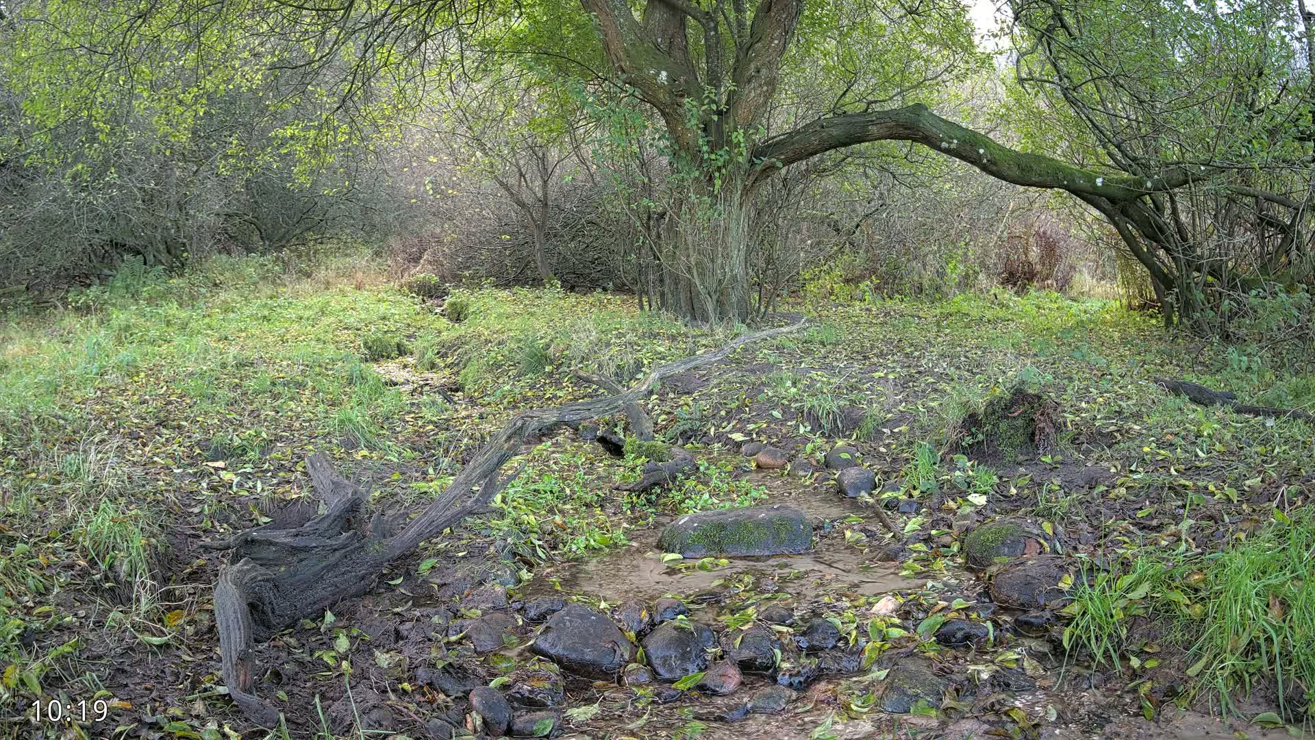 Dronninglund, Wildlife In The Forest Live Cam - Dronninglund, Bronderslev, Nordjylland(North Denmark), Denmark