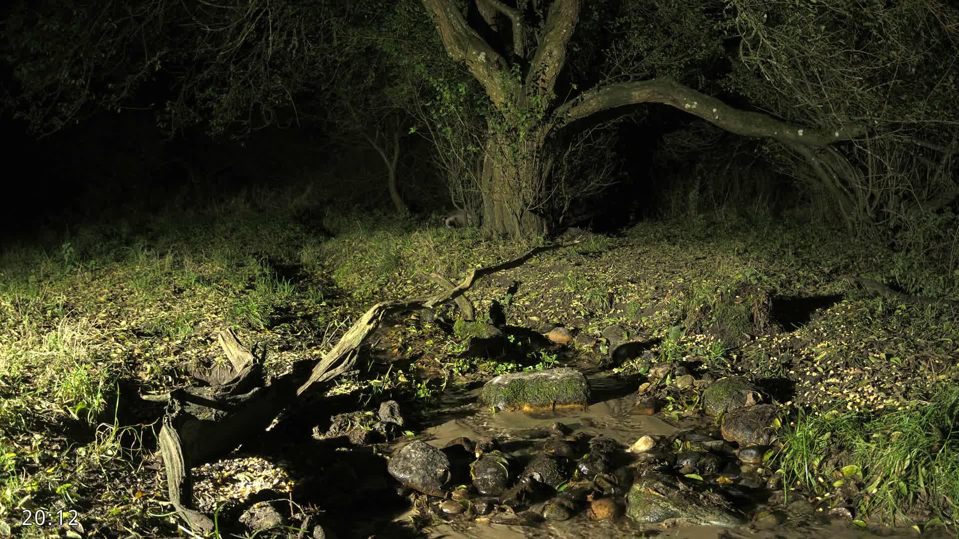 Dronninglund, Wildlife In The Forest Live Cam - Dronninglund, Bronderslev, Nordjylland(North Denmark), Denmark