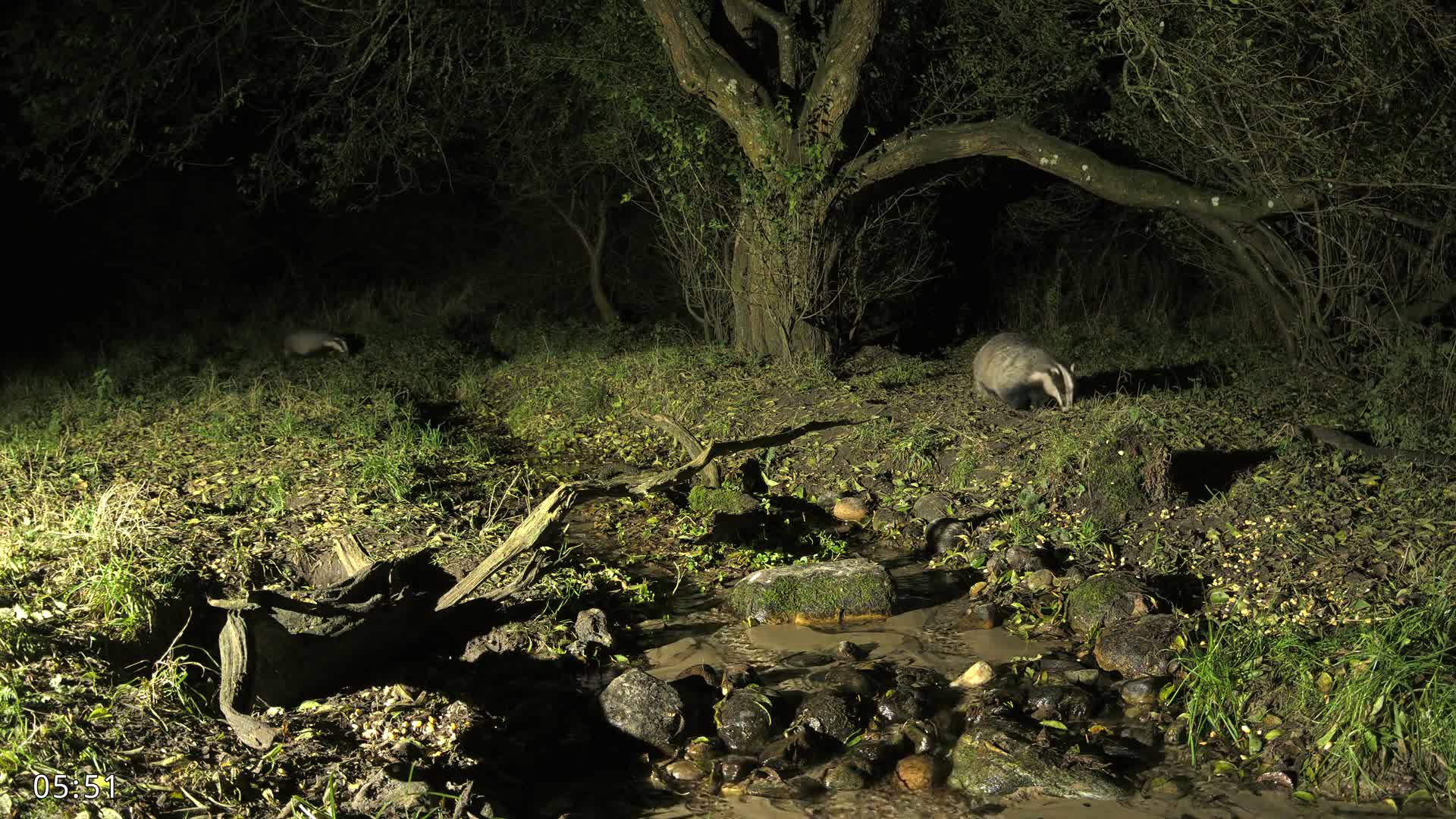 Dronninglund, Wildlife In The Forest Live Cam - Dronninglund, Bronderslev, Nordjylland(North Denmark), Denmark