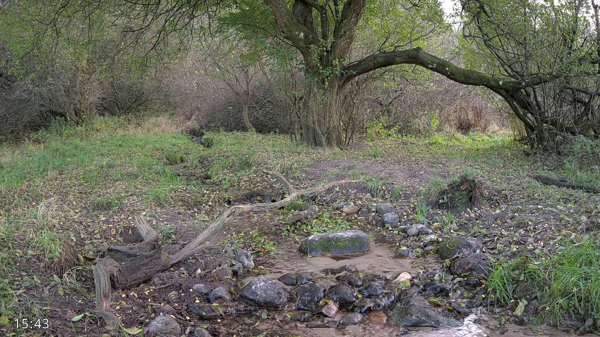 Dronninglund, Wildlife In The Forest Live Cam - Dronninglund, Bronderslev, Nordjylland(North Denmark), Denmark