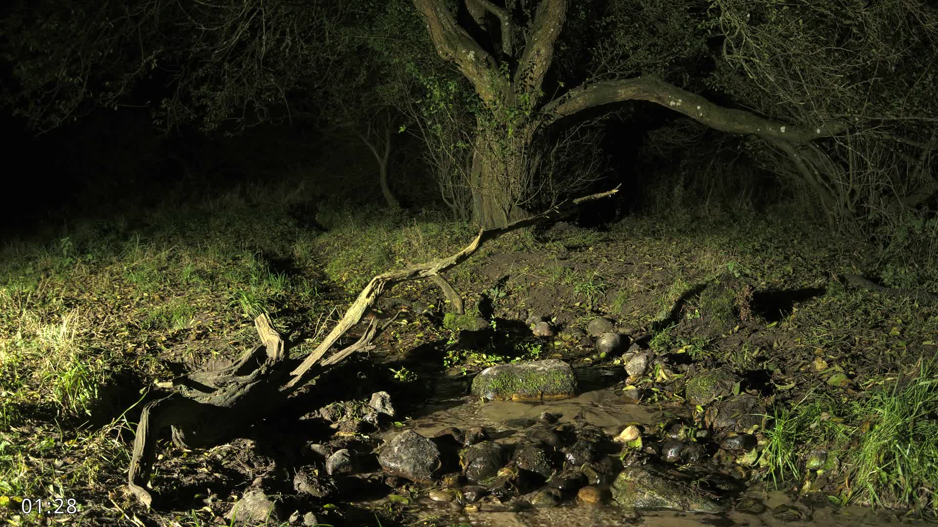 Dronninglund, Wildlife In The Forest Live Cam - Dronninglund, Bronderslev, Nordjylland(North Denmark), Denmark