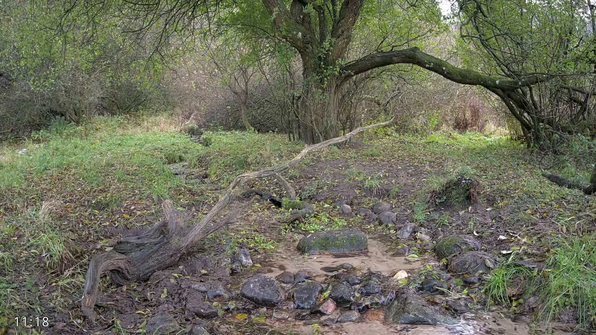 Dronninglund, Wildlife In The Forest Live Cam - Dronninglund, Bronderslev, Nordjylland(North Denmark), Denmark