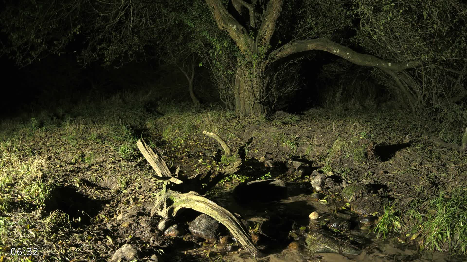 Dronninglund, Wildlife In The Forest Live Cam - Dronninglund, Bronderslev, Nordjylland(North Denmark), Denmark