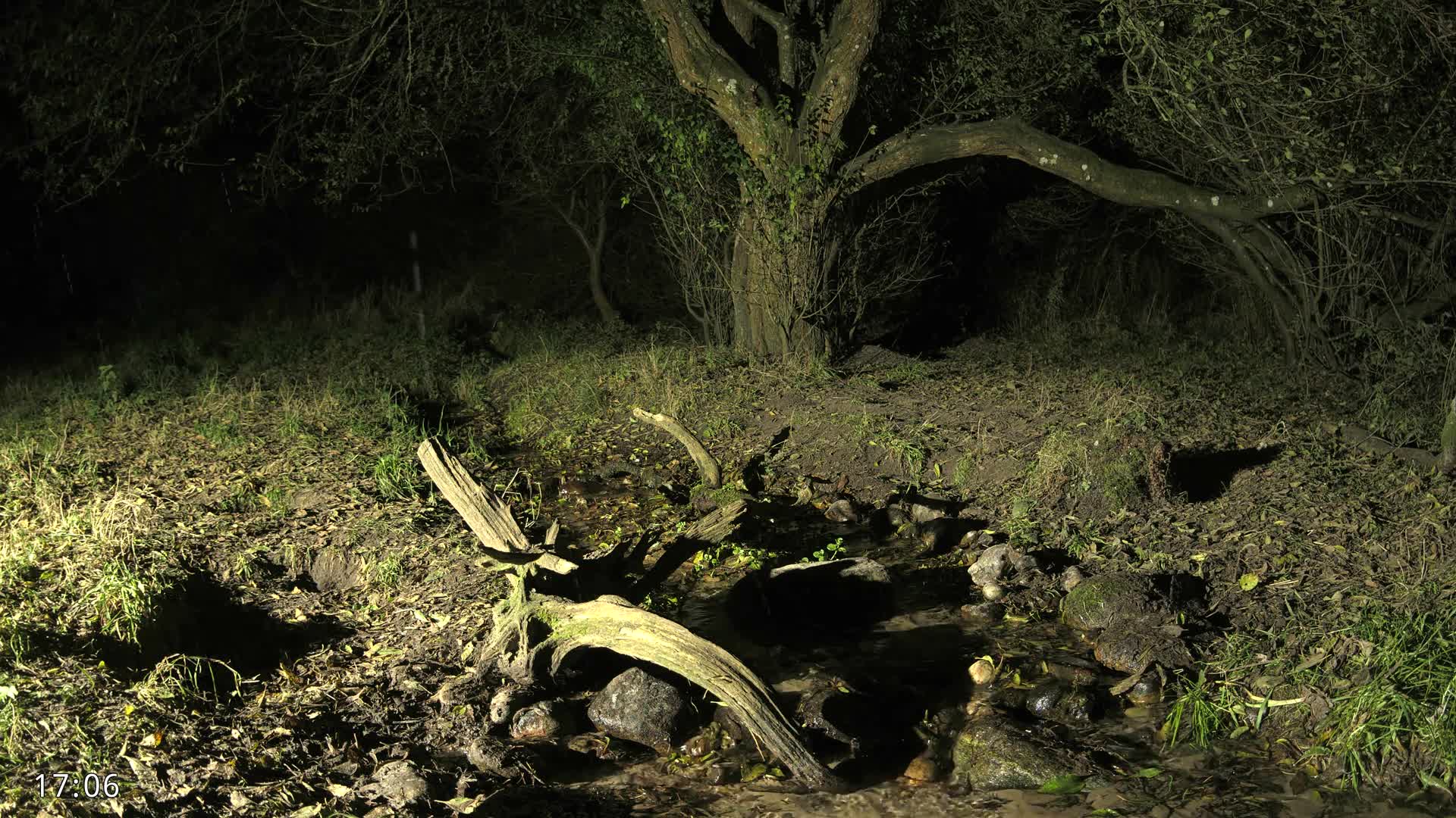 Dronninglund, Wildlife In The Forest Live Cam - Dronninglund, Bronderslev, Nordjylland(North Denmark), Denmark