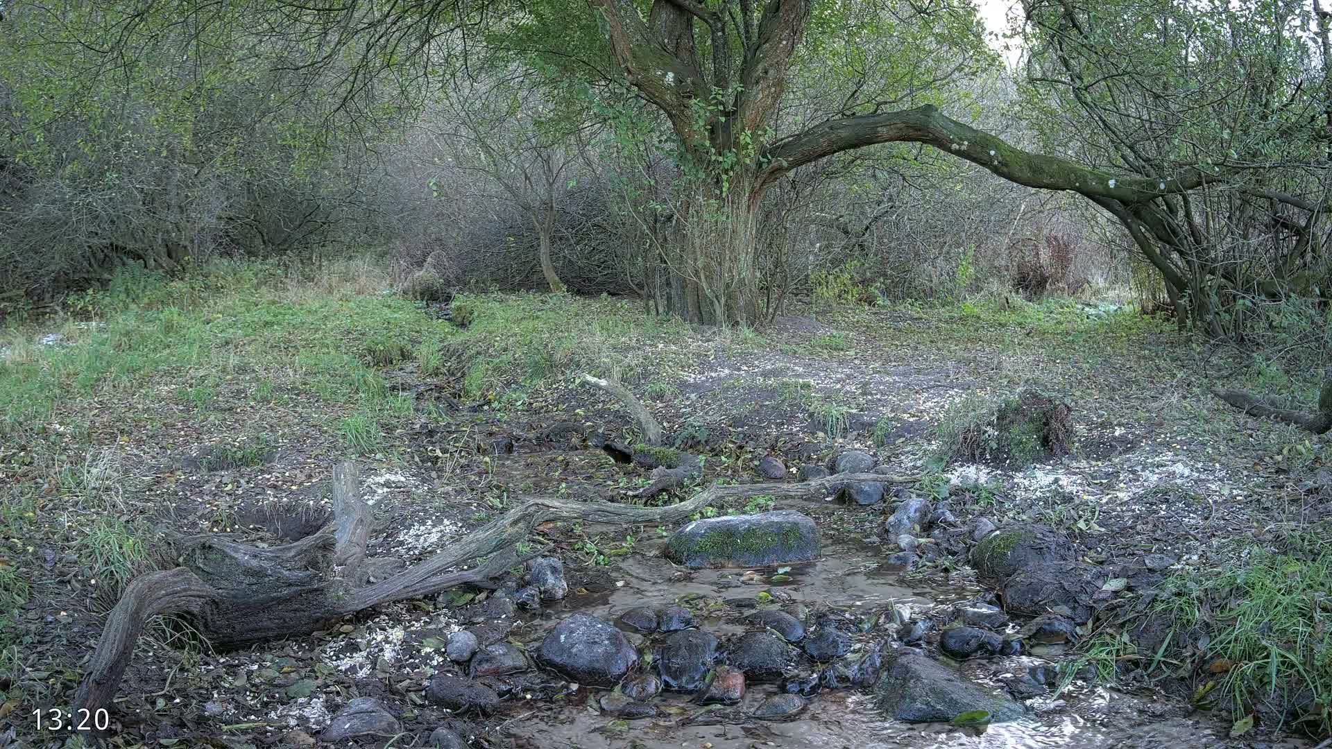 Dronninglund, Wildlife In The Forest Live Cam - Dronninglund, Bronderslev, Nordjylland(North Denmark), Denmark