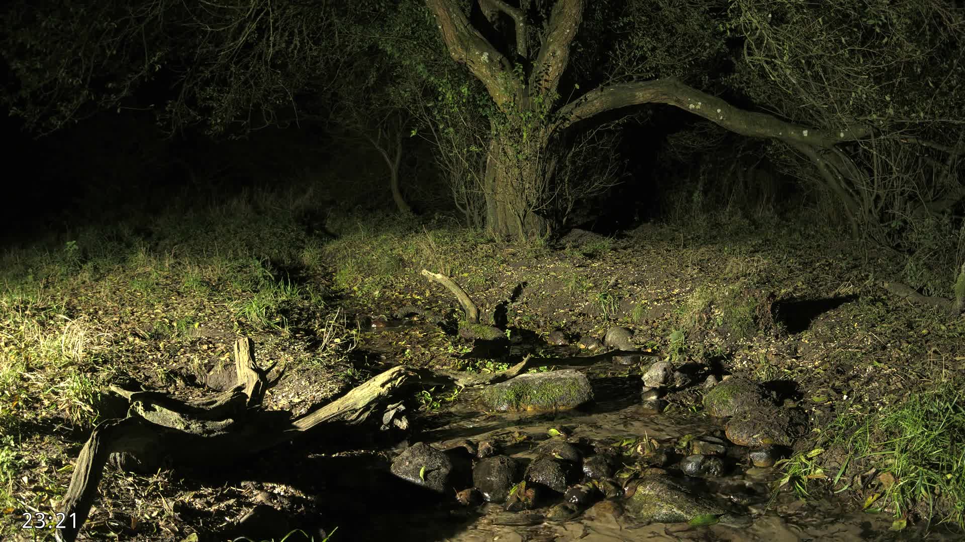 Dronninglund, Wildlife In The Forest Live Cam - Dronninglund, Bronderslev, Nordjylland(North Denmark), Denmark