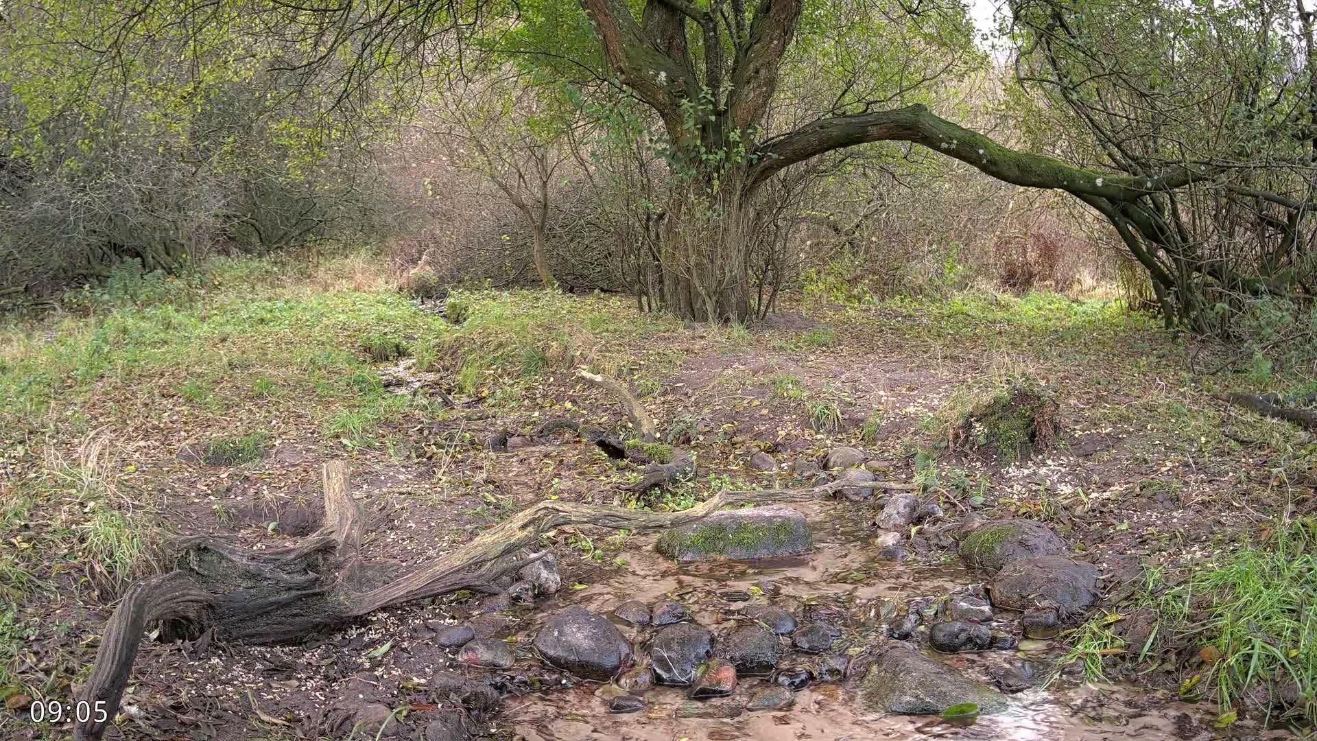 A muddy, rocky stream flows through a dense, wild woodland featuring a prominent tree with a long mossy branch and mixed green and barren undergrowth, under an overcast sky.