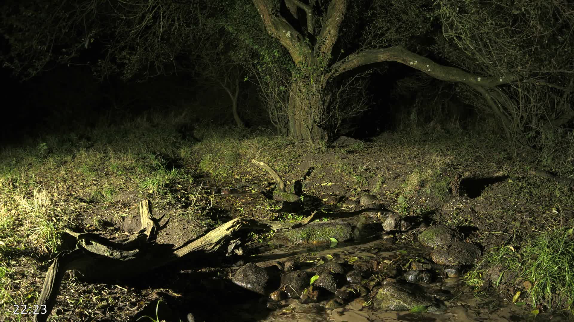 Dronninglund, Wildlife In The Forest Live Cam - Dronninglund, Bronderslev, Nordjylland(North Denmark), Denmark