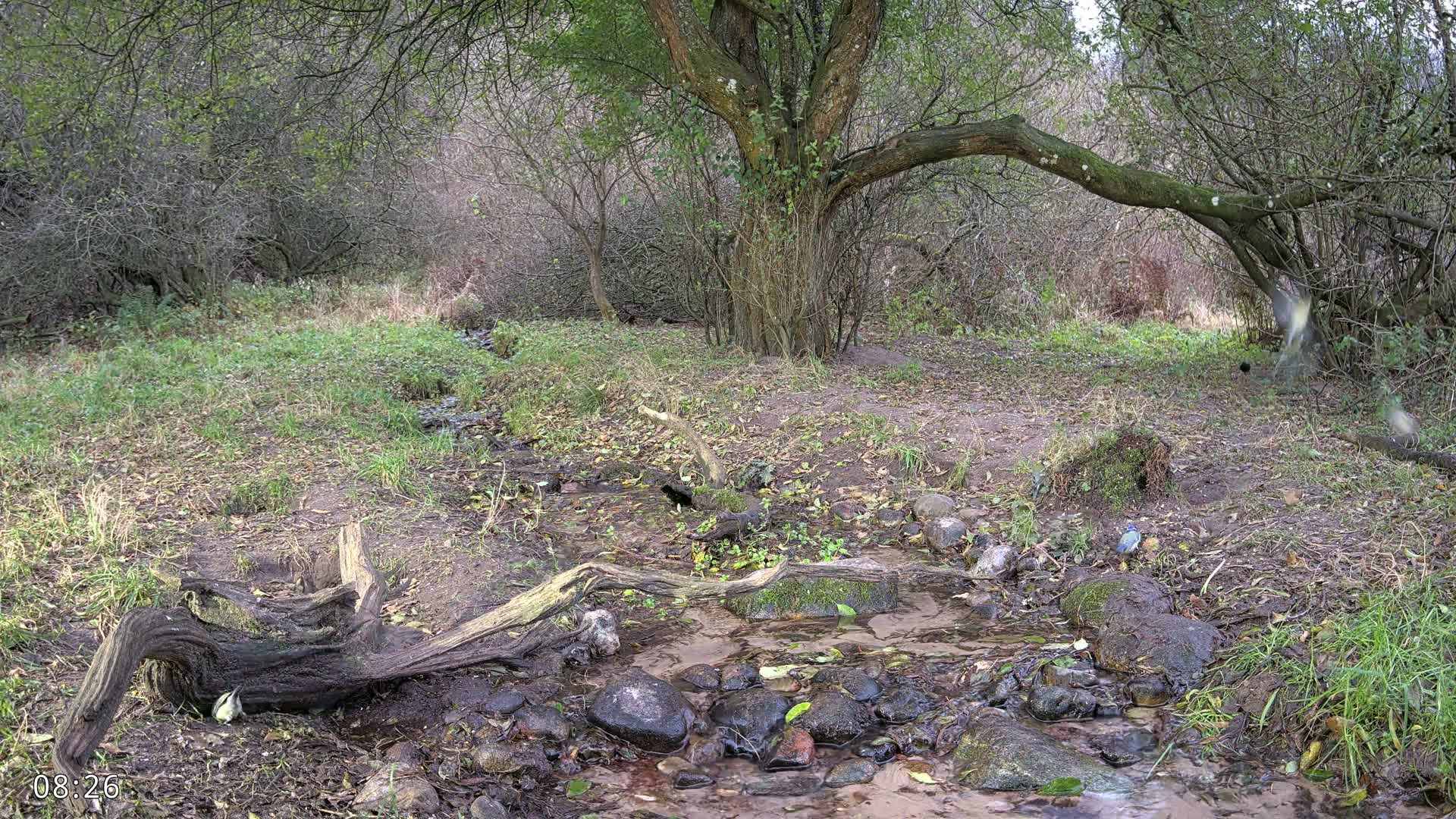 Dronninglund, Wildlife In The Forest Live Cam - Dronninglund, Bronderslev, Nordjylland(North Denmark), Denmark