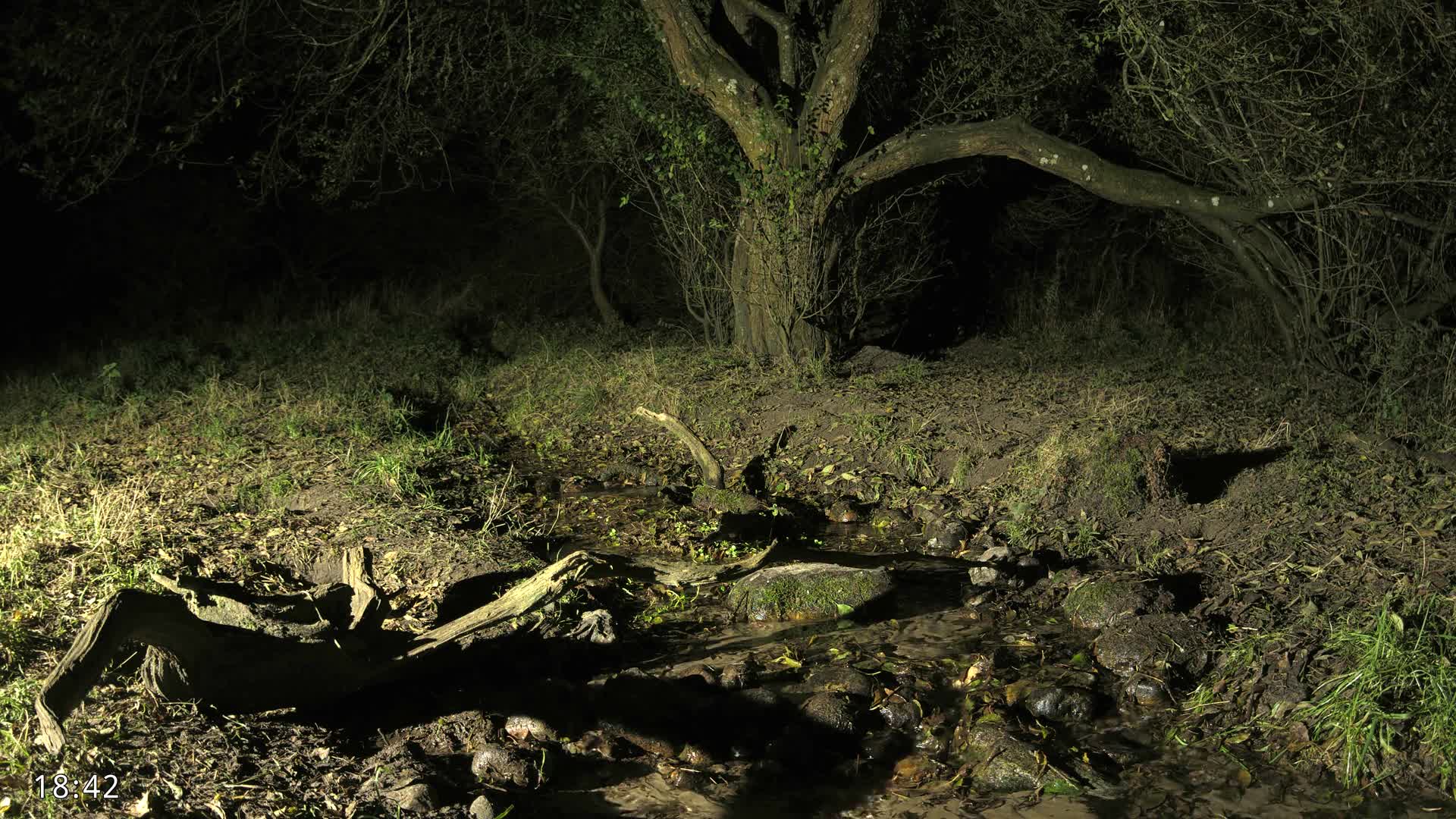 Dronninglund, Wildlife In The Forest Live Cam - Dronninglund, Bronderslev, Nordjylland(North Denmark), Denmark