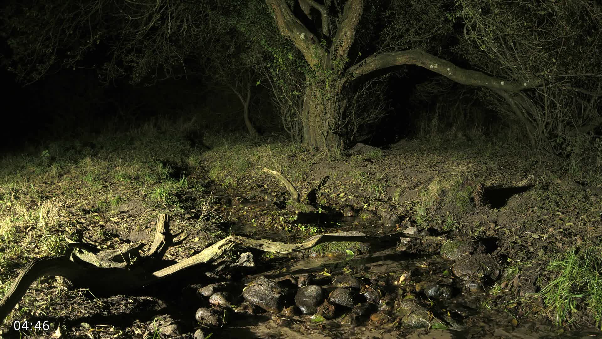 Dronninglund, Wildlife In The Forest Live Cam - Dronninglund, Bronderslev, Nordjylland(North Denmark), Denmark