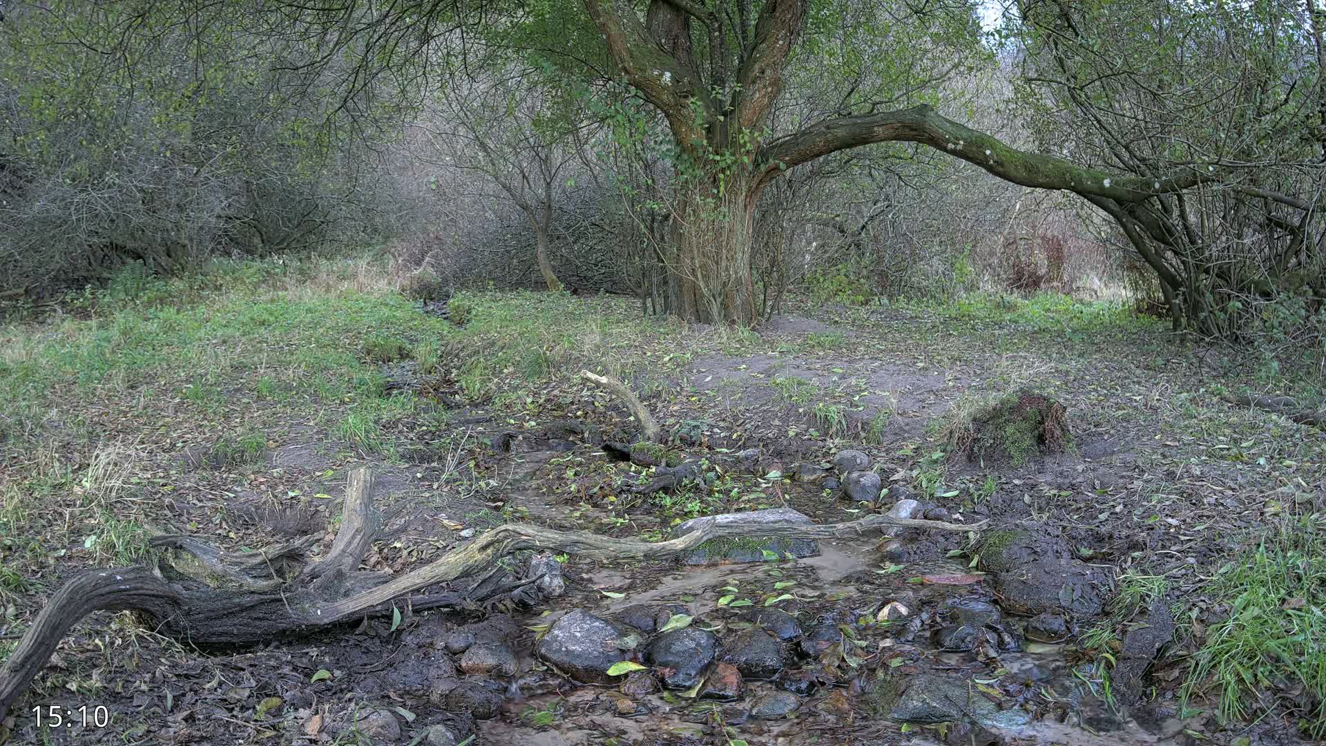 Dronninglund, Wildlife In The Forest Live Cam - Dronninglund, Bronderslev, Nordjylland(North Denmark), Denmark