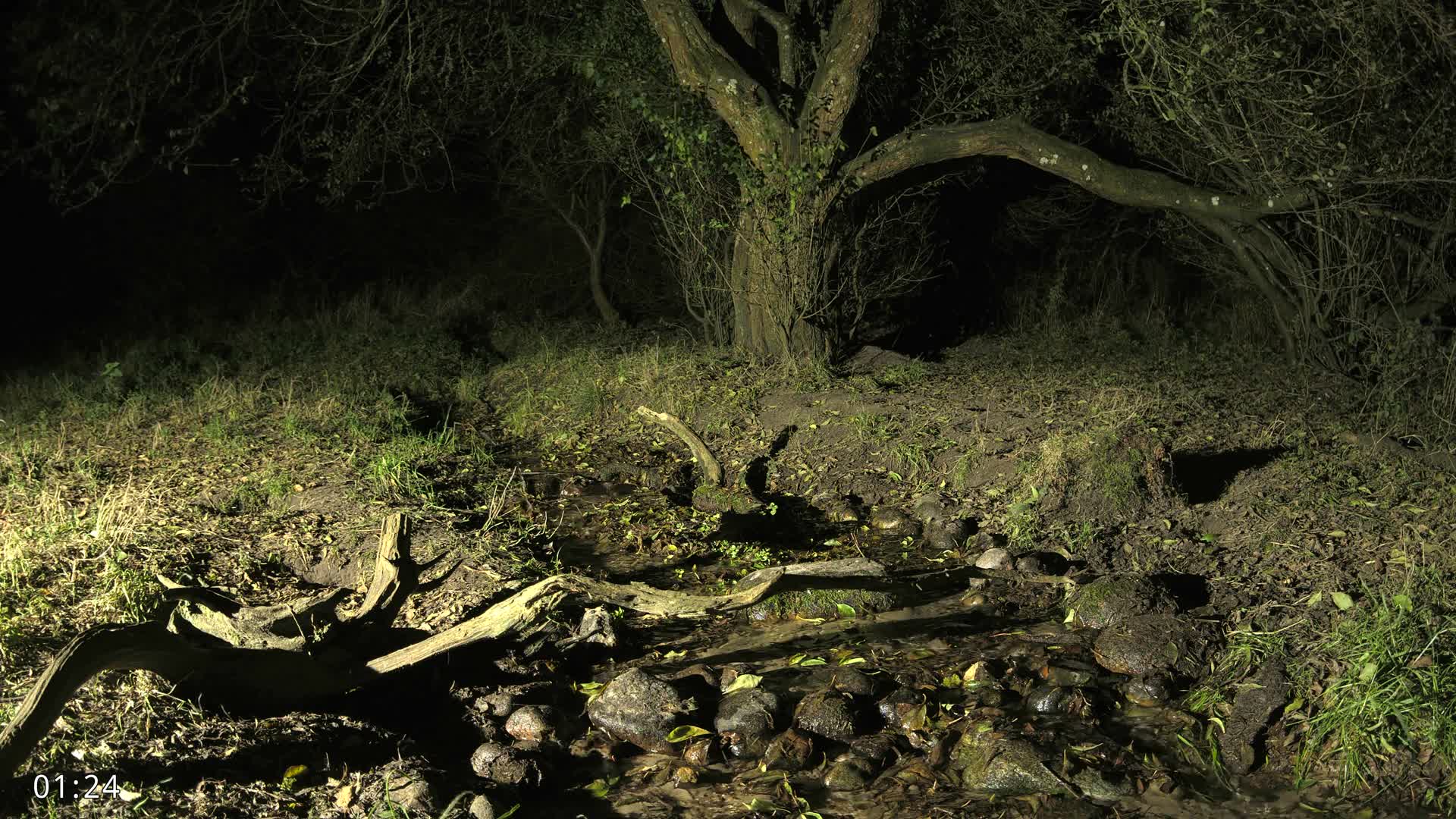 Dronninglund, Wildlife In The Forest Live Cam - Dronninglund, Bronderslev, Nordjylland(North Denmark), Denmark