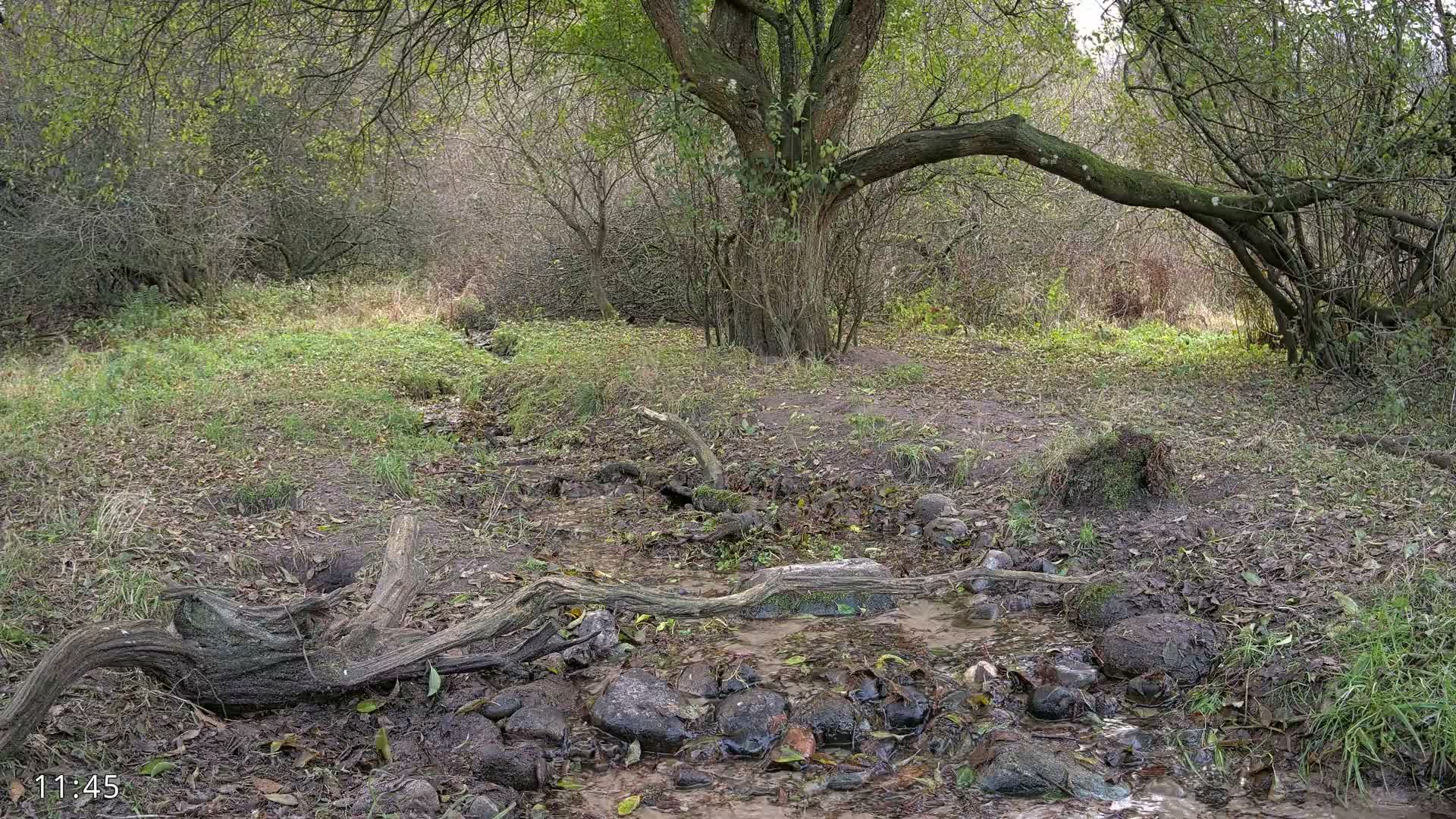 Dronninglund, Wildlife In The Forest Live Cam - Dronninglund, Bronderslev, Nordjylland(North Denmark), Denmark