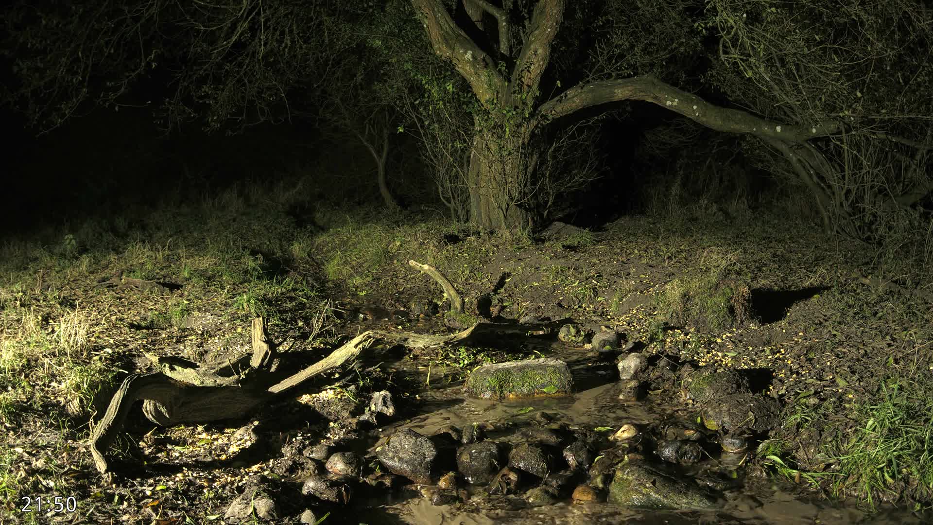 Dronninglund, Wildlife In The Forest Live Cam - Dronninglund, Bronderslev, Nordjylland(North Denmark), Denmark