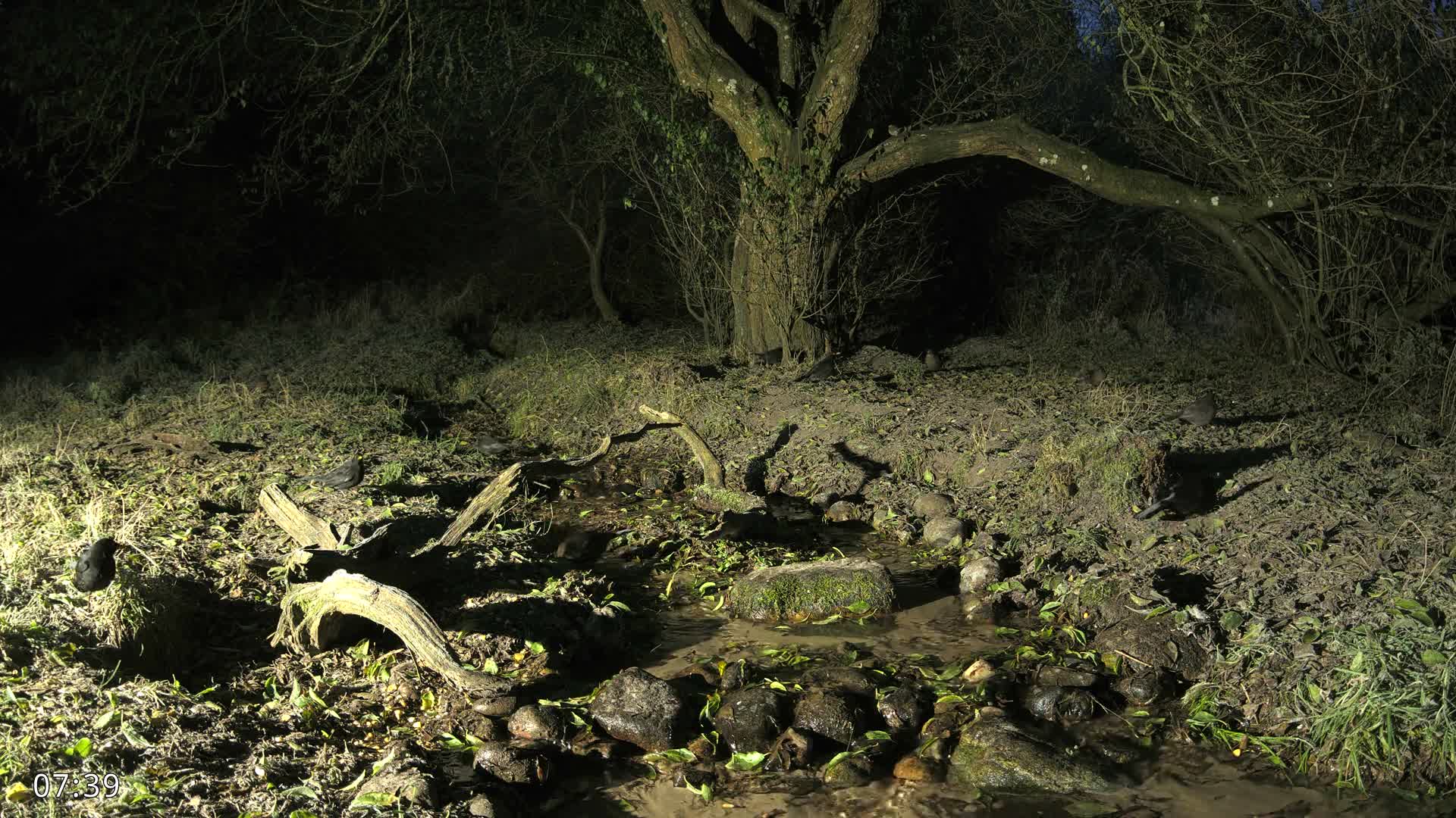 Dronninglund, Wildlife In The Forest Live Cam - Dronninglund, Bronderslev, Nordjylland(North Denmark), Denmark