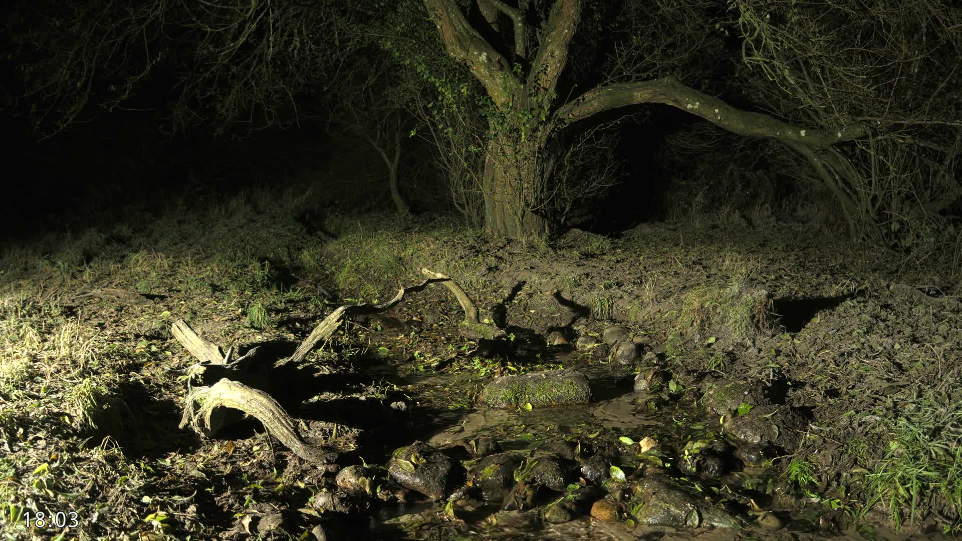 Dronninglund, Wildlife In The Forest Live Cam - Dronninglund, Bronderslev, Nordjylland(North Denmark), Denmark