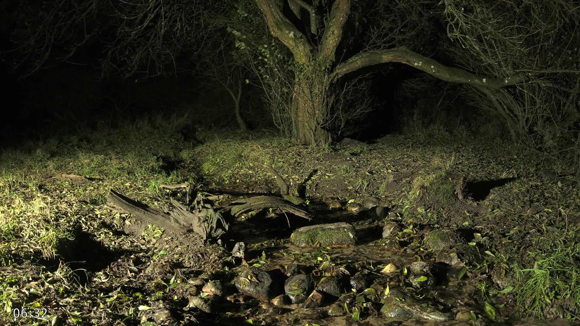 Dronninglund, Wildlife In The Forest Live Cam - Dronninglund, Bronderslev, Nordjylland(North Denmark), Denmark