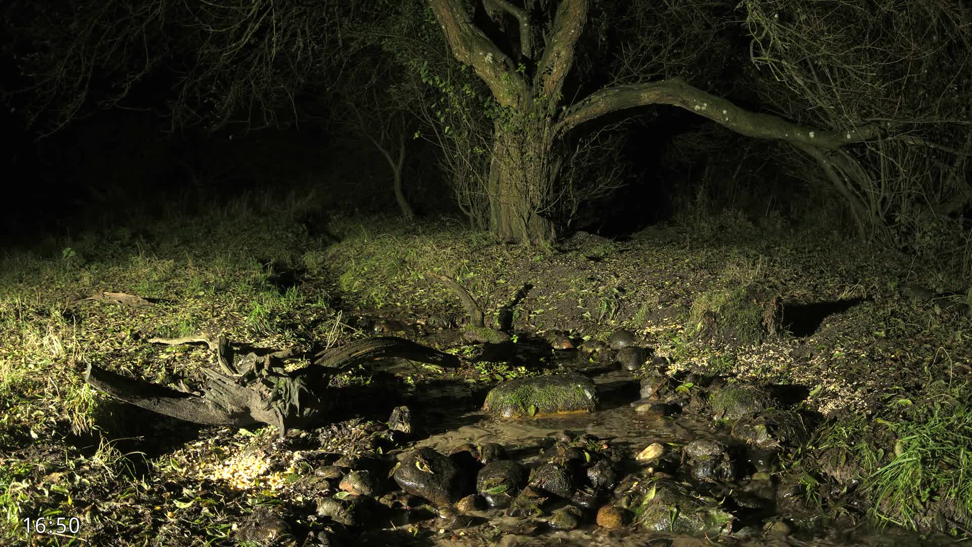 Dronninglund, Wildlife In The Forest Live Cam - Dronninglund, Bronderslev, Nordjylland(North Denmark), Denmark