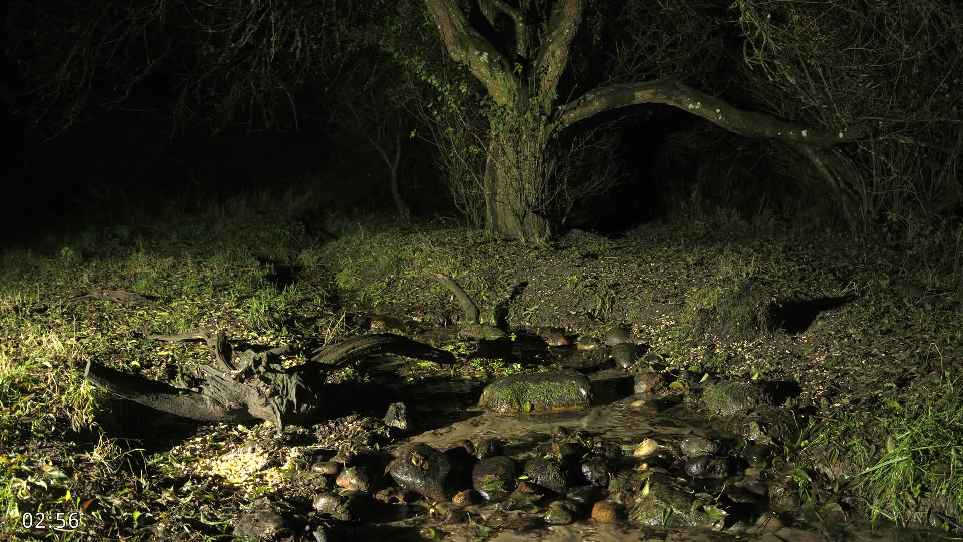 Dronninglund, Wildlife In The Forest Live Cam - Dronninglund, Bronderslev, Nordjylland(North Denmark), Denmark