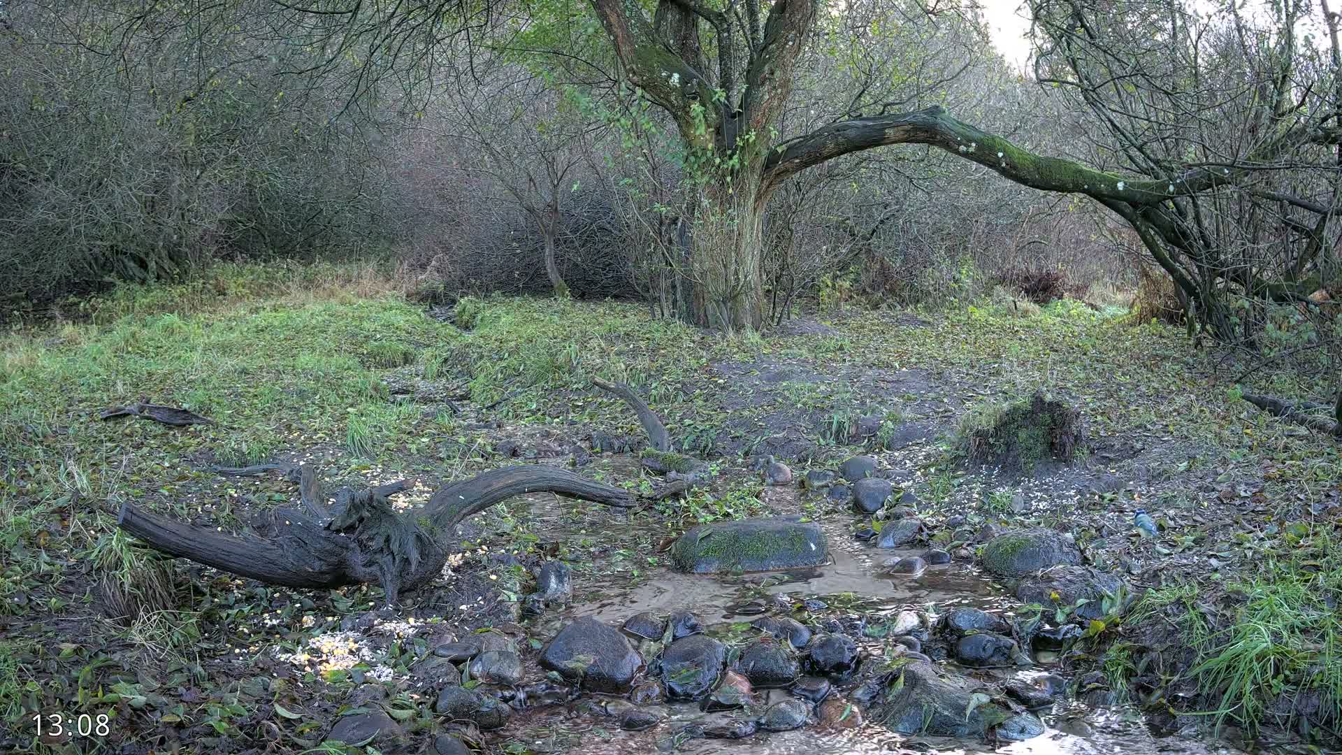 Dronninglund, Wildlife In The Forest Live Cam - Dronninglund, Bronderslev, Nordjylland(North Denmark), Denmark