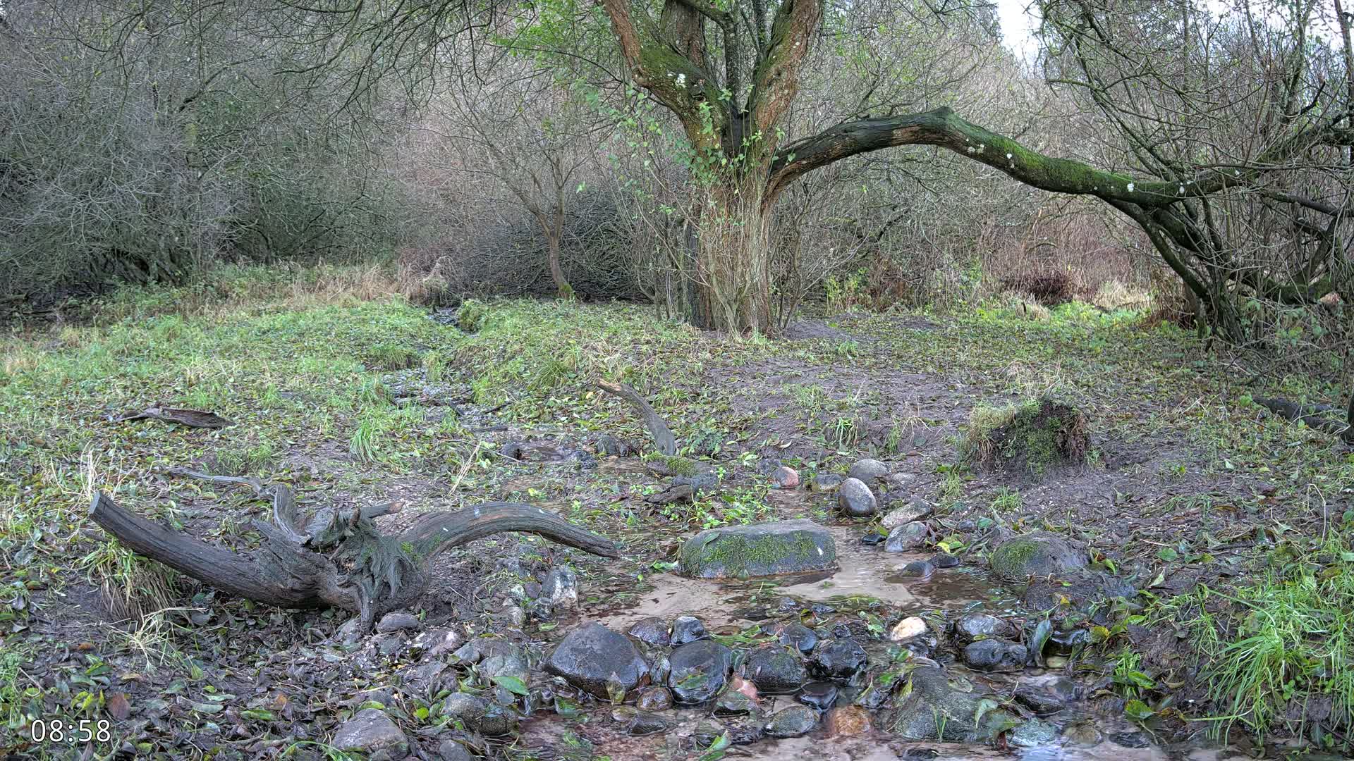 Dronninglund, Wildlife In The Forest Live Cam - Dronninglund, Bronderslev, Nordjylland(North Denmark), Denmark