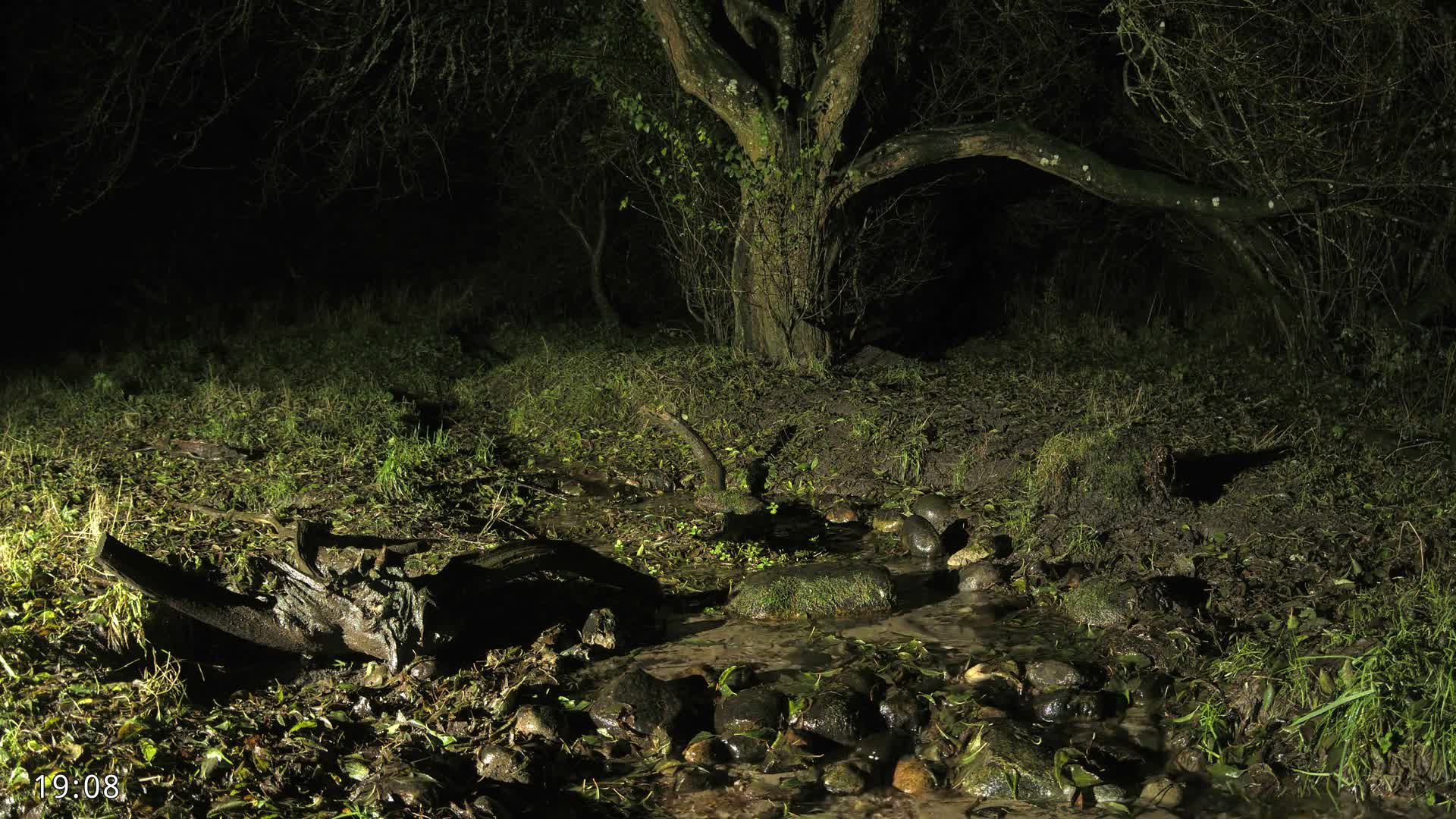 Dronninglund, Wildlife In The Forest Live Cam - Dronninglund, Bronderslev, Nordjylland(North Denmark), Denmark