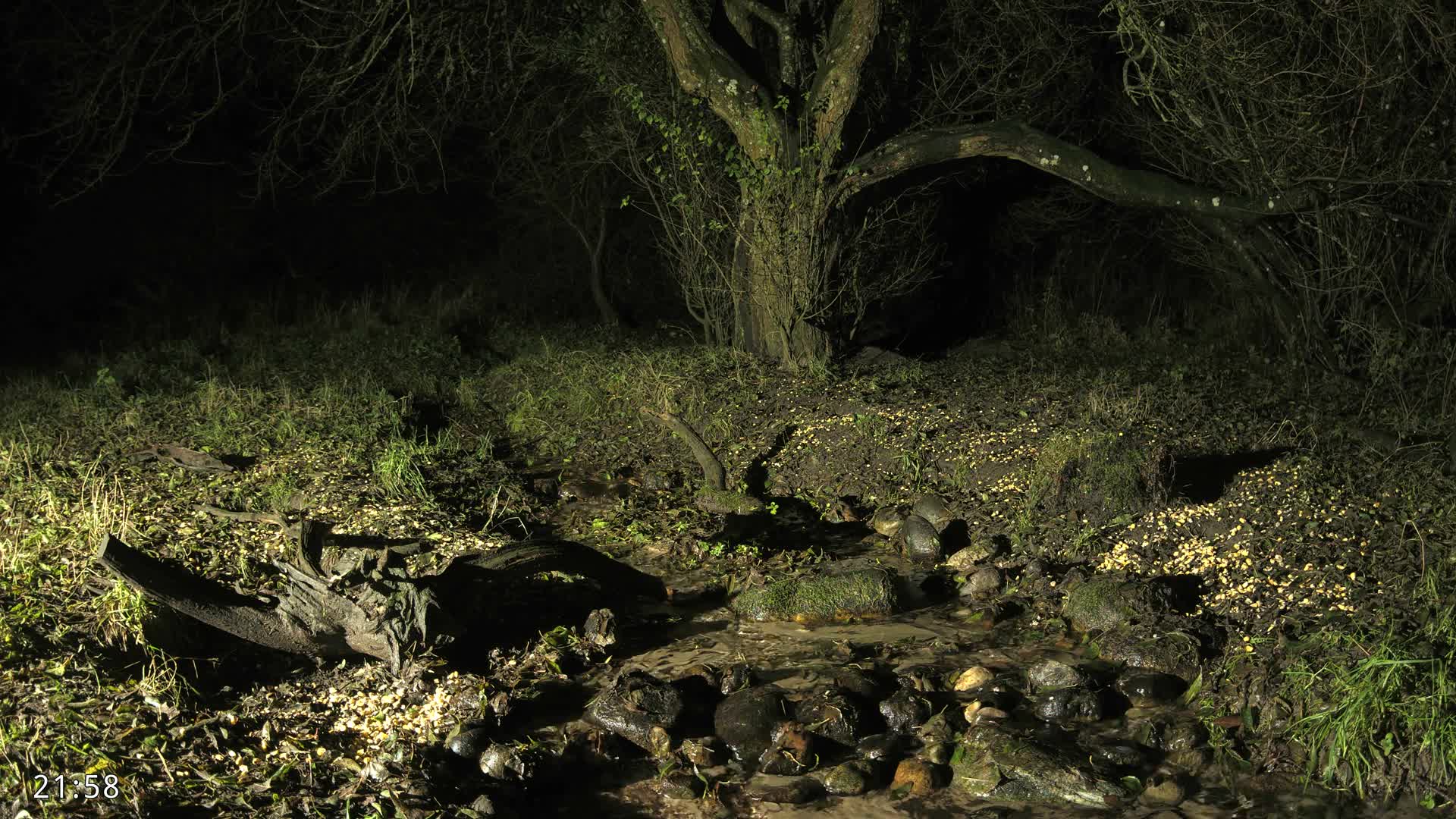 Dronninglund, Wildlife In The Forest Live Cam - Dronninglund, Bronderslev, Nordjylland(North Denmark), Denmark