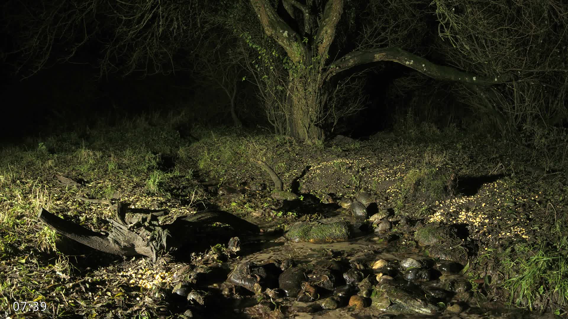 Dronninglund, Wildlife In The Forest Live Cam - Dronninglund, Bronderslev, Nordjylland(North Denmark), Denmark