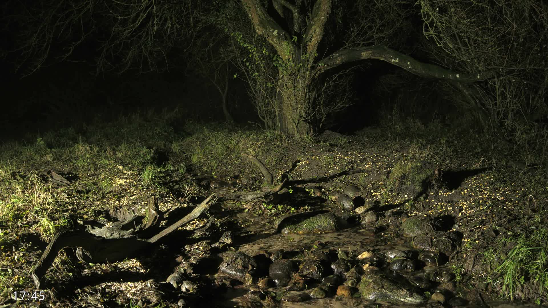 Dronninglund, Wildlife In The Forest Live Cam - Dronninglund, Bronderslev, Nordjylland(North Denmark), Denmark