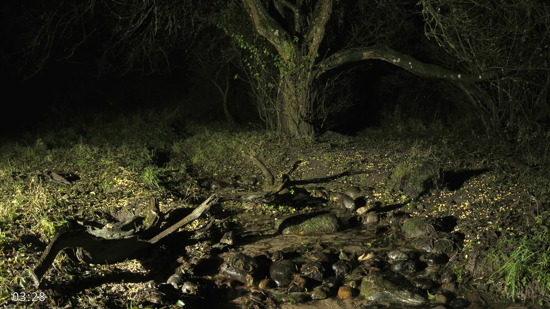 Dronninglund, Wildlife In The Forest Live Cam - Dronninglund, Bronderslev, Nordjylland(North Denmark), Denmark