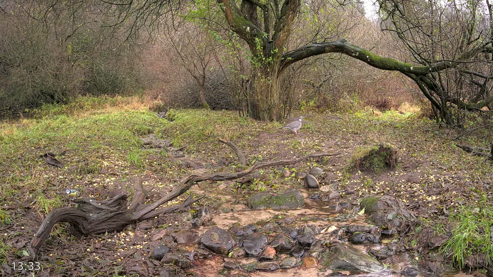 Dronninglund, Wildlife In The Forest Live Cam - Dronninglund, Bronderslev, Nordjylland(North Denmark), Denmark