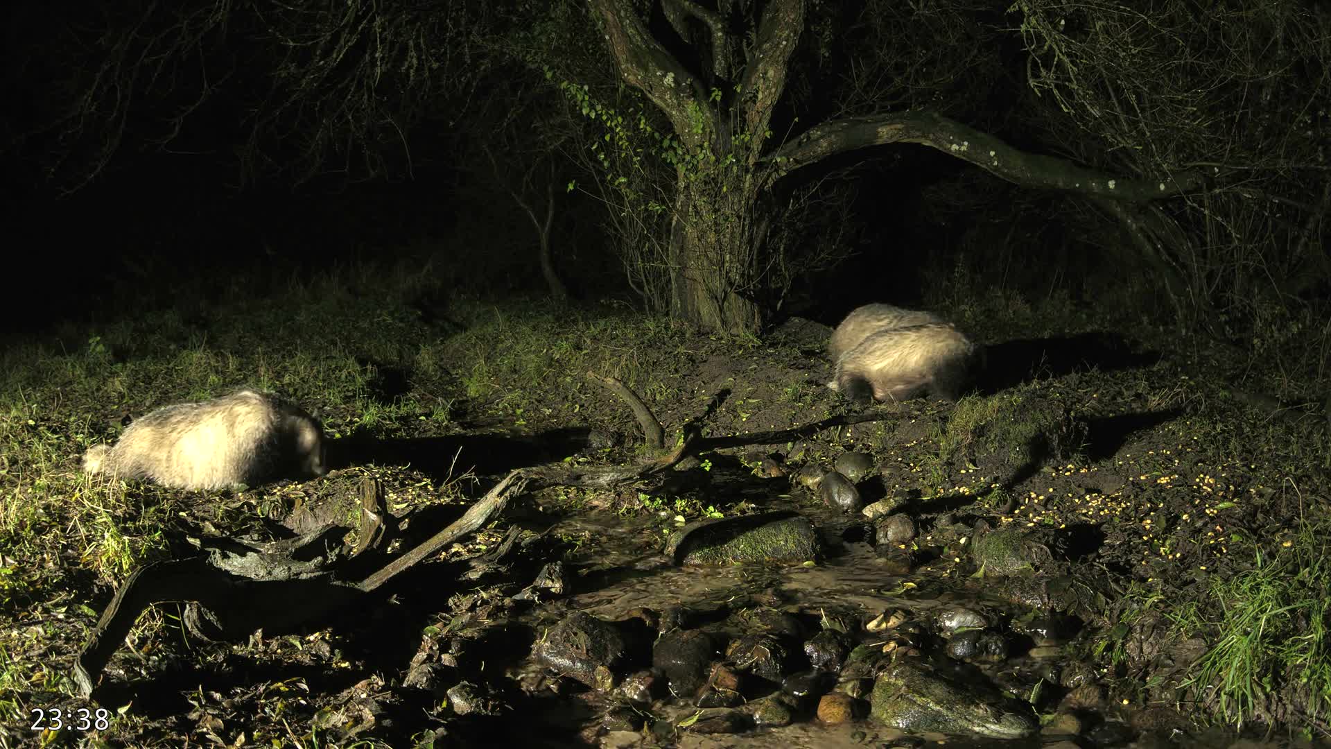 Dronninglund, Wildlife In The Forest Live Cam - Dronninglund, Bronderslev, Nordjylland(North Denmark), Denmark