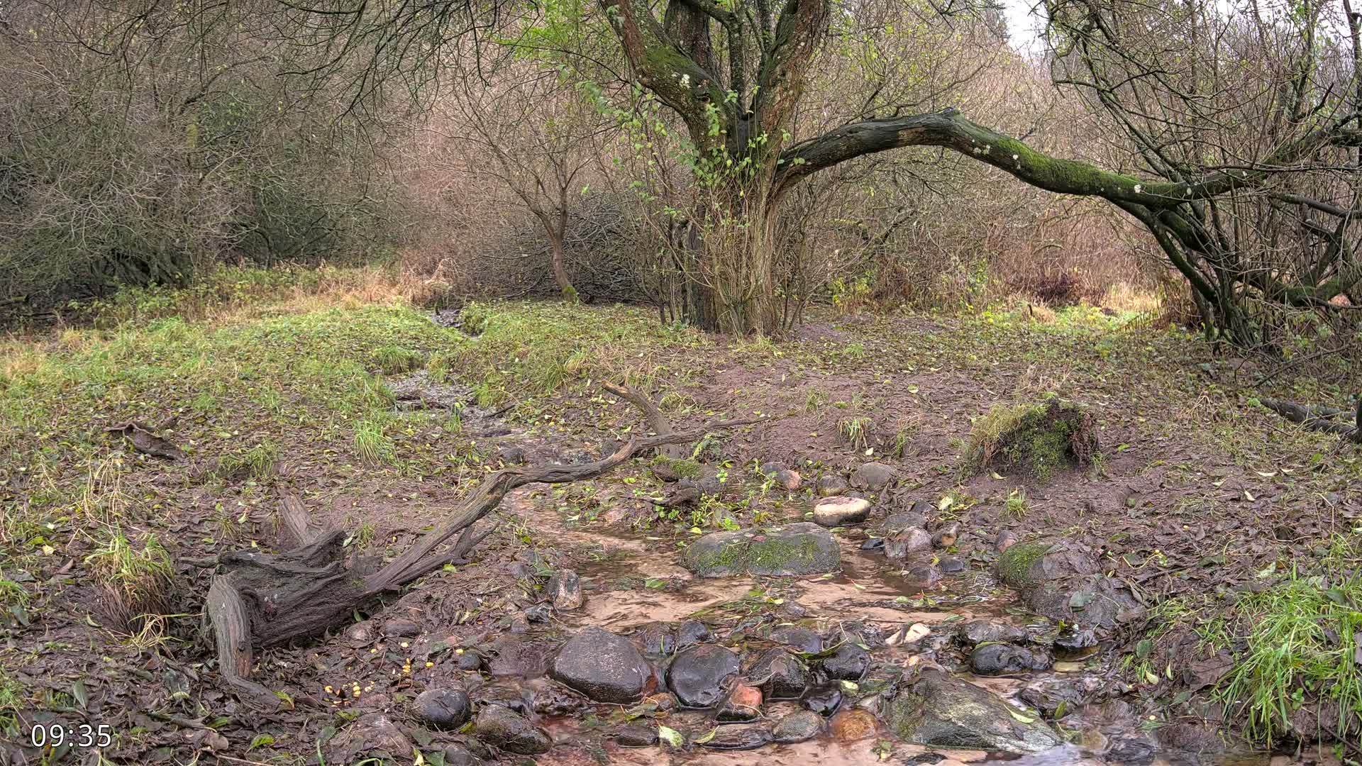 A damp and muddy woodland scene features a small rocky stream flowing through the foreground, surrounded by fallen leaves and sparse green vegetation, with bare trees and dense brush filling the background under an overcast sky.