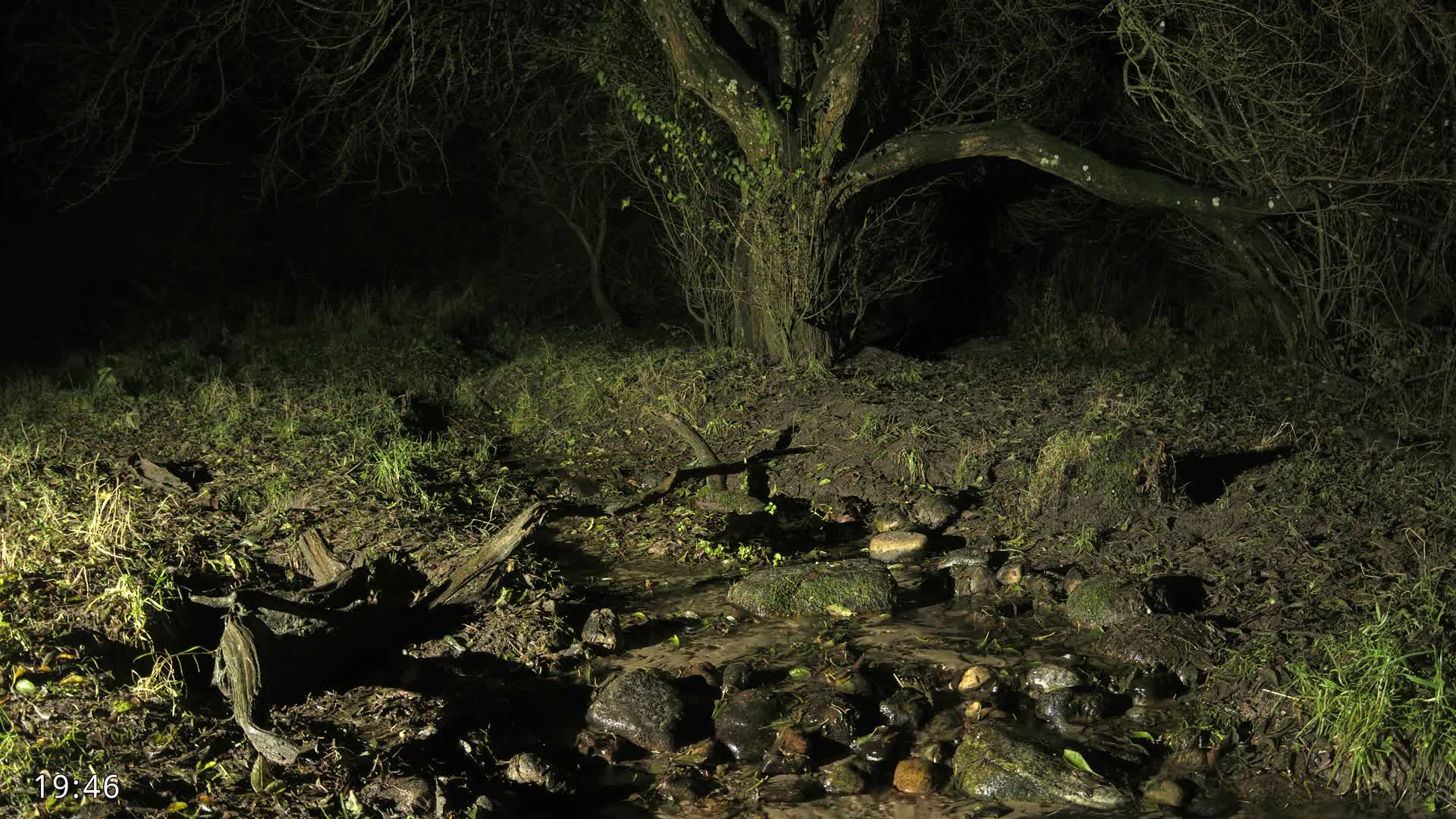 Dronninglund, Wildlife In The Forest Live Cam - Dronninglund, Bronderslev, Nordjylland(North Denmark), Denmark