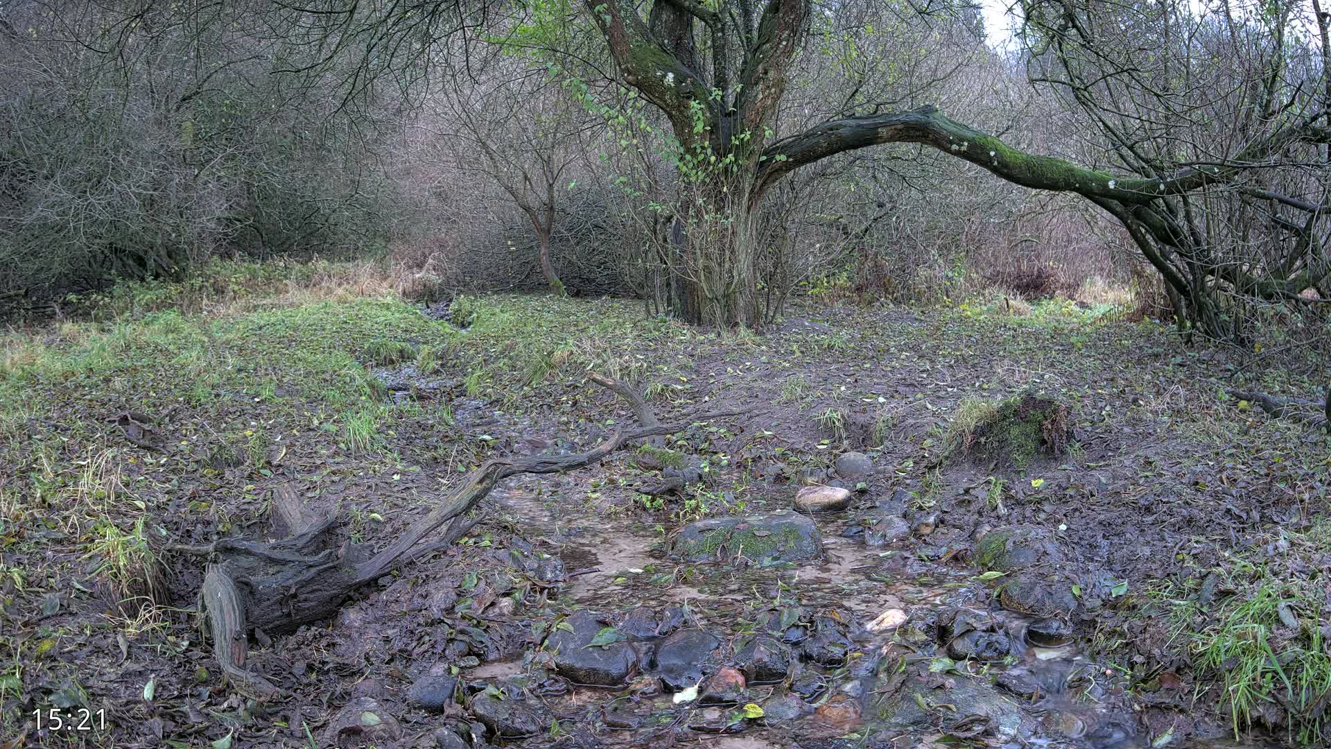 Dronninglund, Wildlife In The Forest Live Cam - Dronninglund, Bronderslev, Nordjylland(North Denmark), Denmark