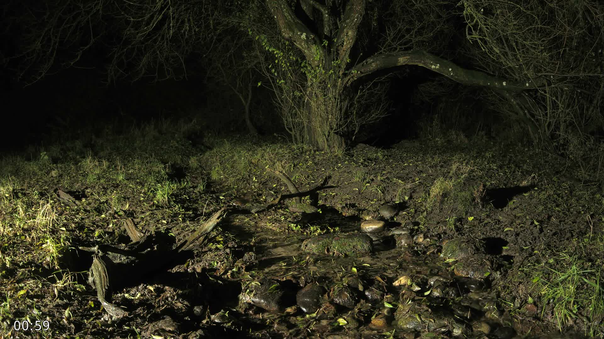 Dronninglund, Wildlife In The Forest Live Cam - Dronninglund, Bronderslev, Nordjylland(North Denmark), Denmark