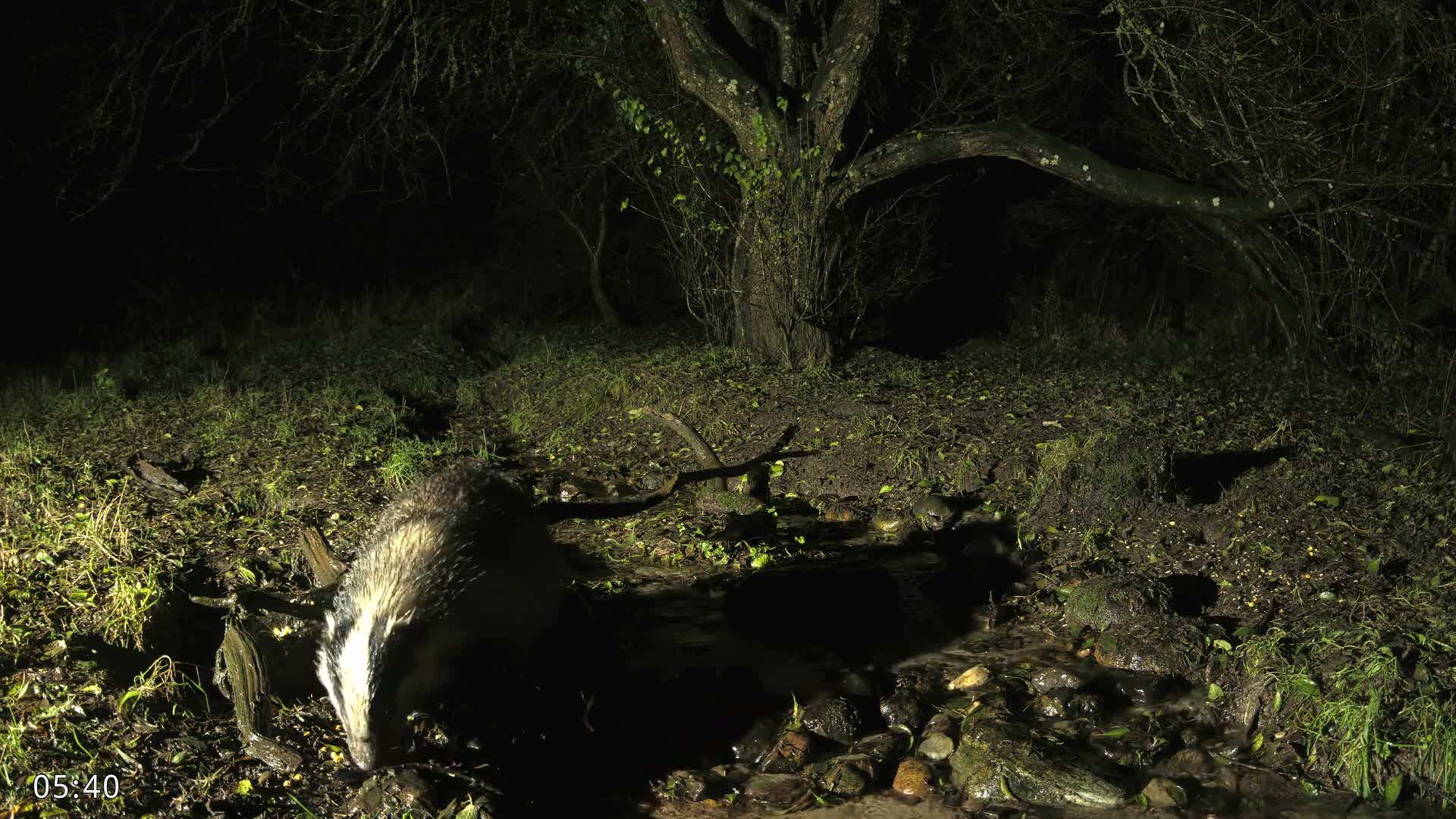 Dronninglund, Wildlife In The Forest Live Cam - Dronninglund, Bronderslev, Nordjylland(North Denmark), Denmark