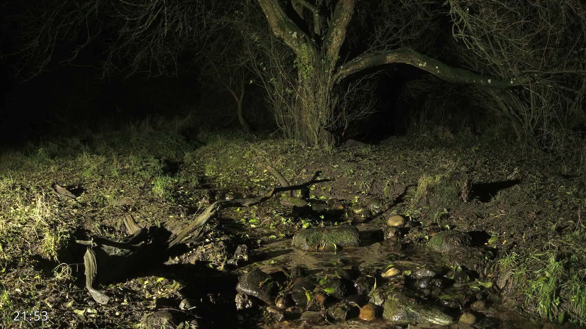 Dronninglund, Wildlife In The Forest Live Cam - Dronninglund, Bronderslev, Nordjylland(North Denmark), Denmark