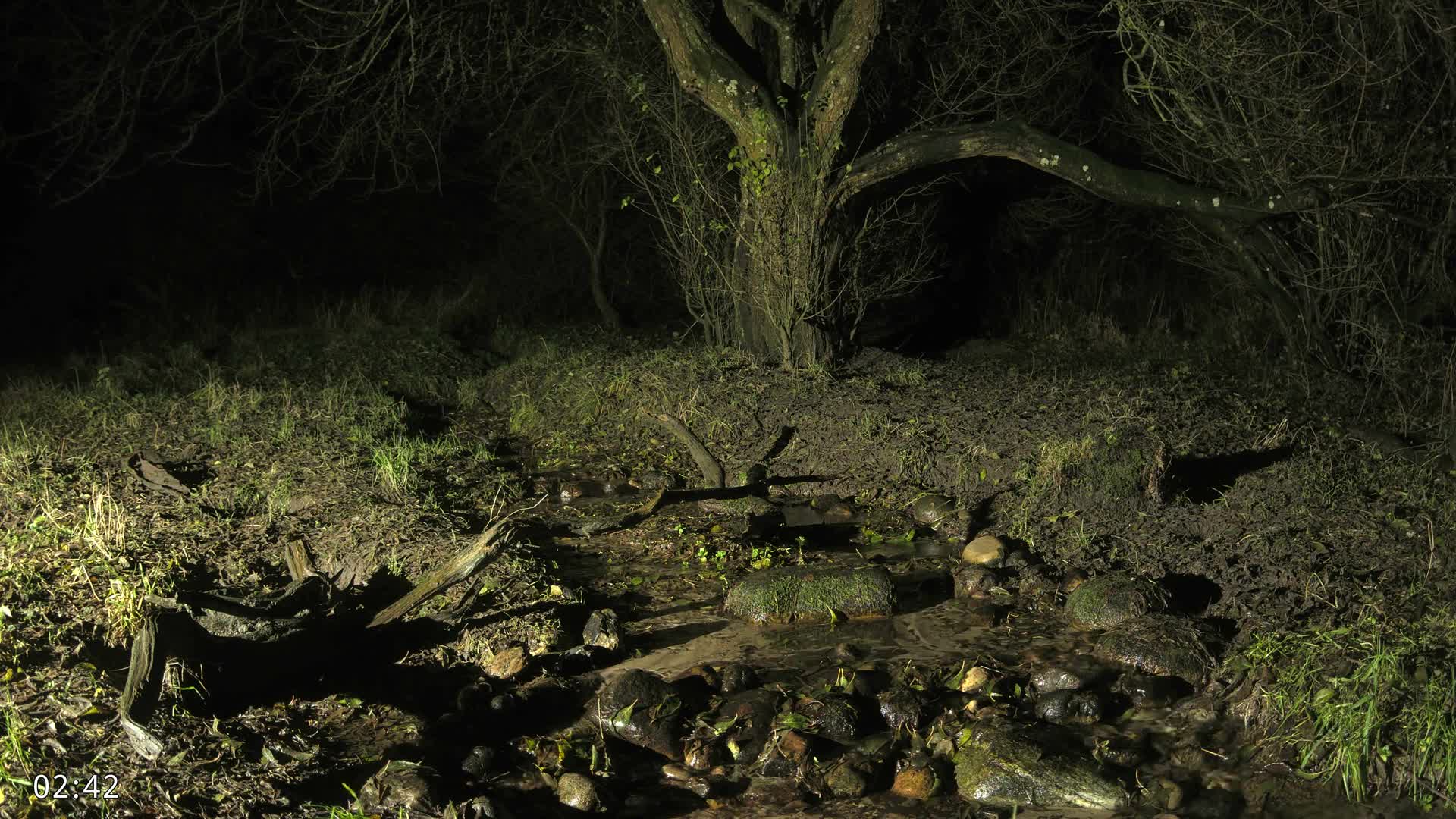 Dronninglund, Wildlife In The Forest Live Cam - Dronninglund, Bronderslev, Nordjylland(North Denmark), Denmark