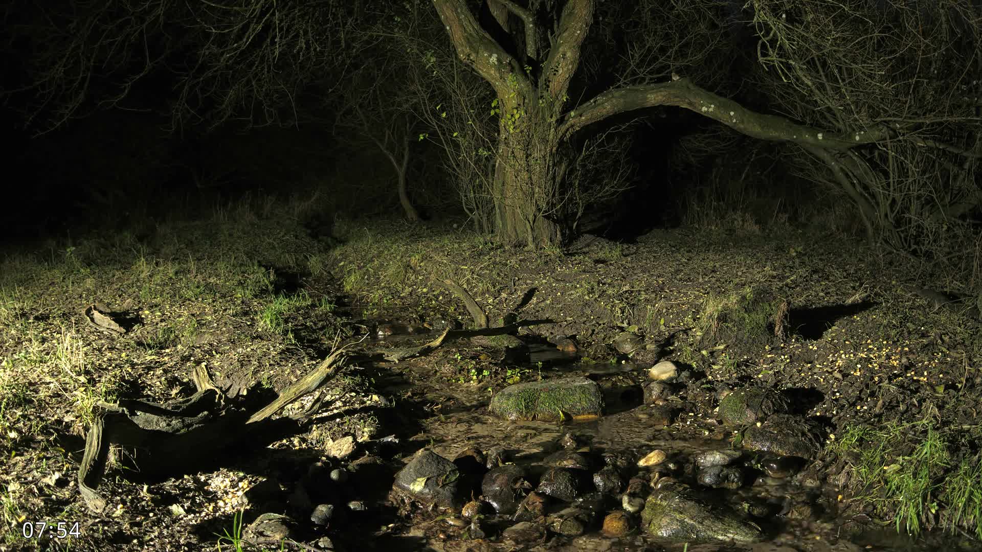 Dronninglund, Wildlife In The Forest Live Cam - Dronninglund, Bronderslev, Nordjylland(North Denmark), Denmark