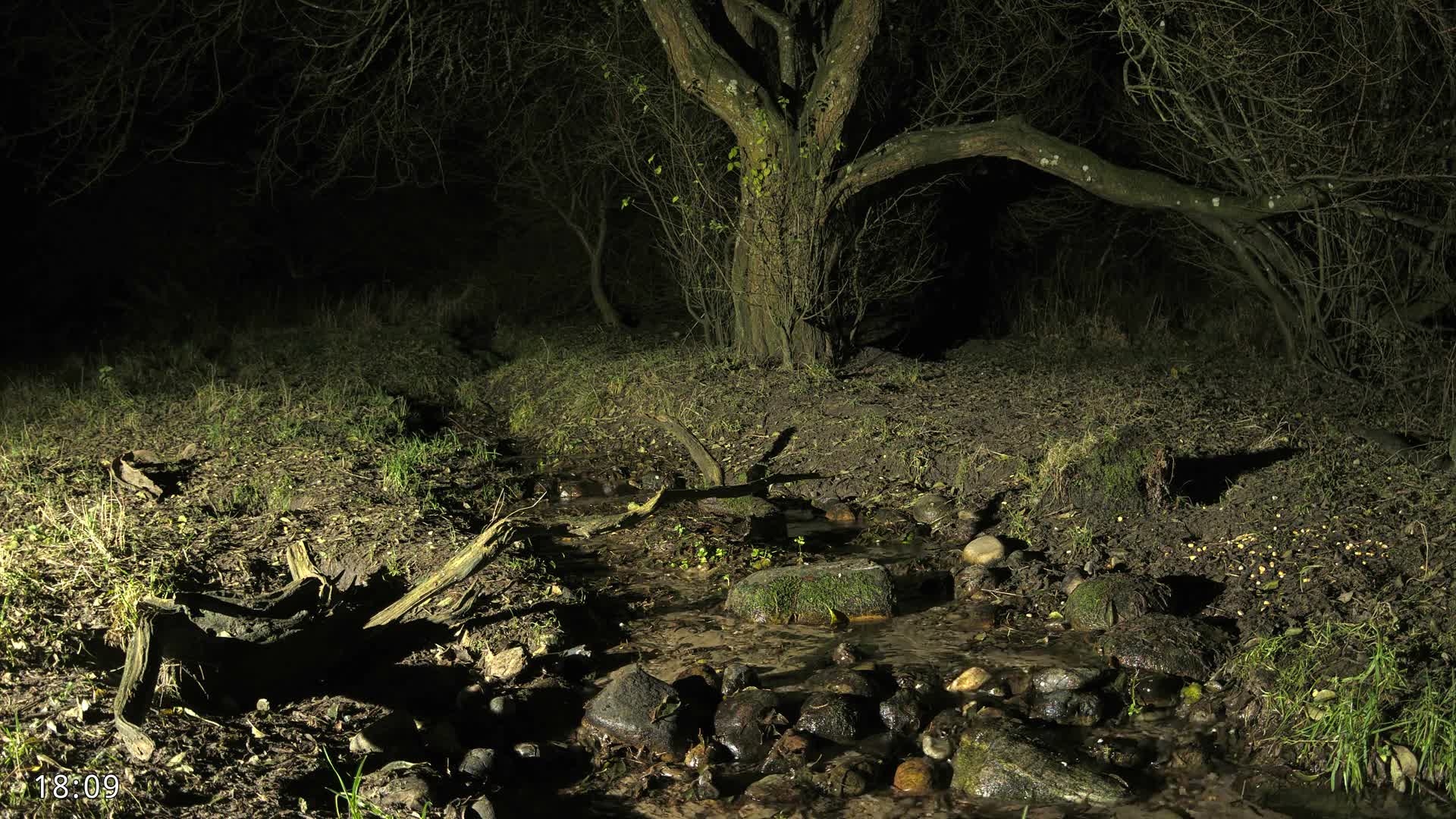 Dronninglund, Wildlife In The Forest Live Cam - Dronninglund, Bronderslev, Nordjylland(North Denmark), Denmark