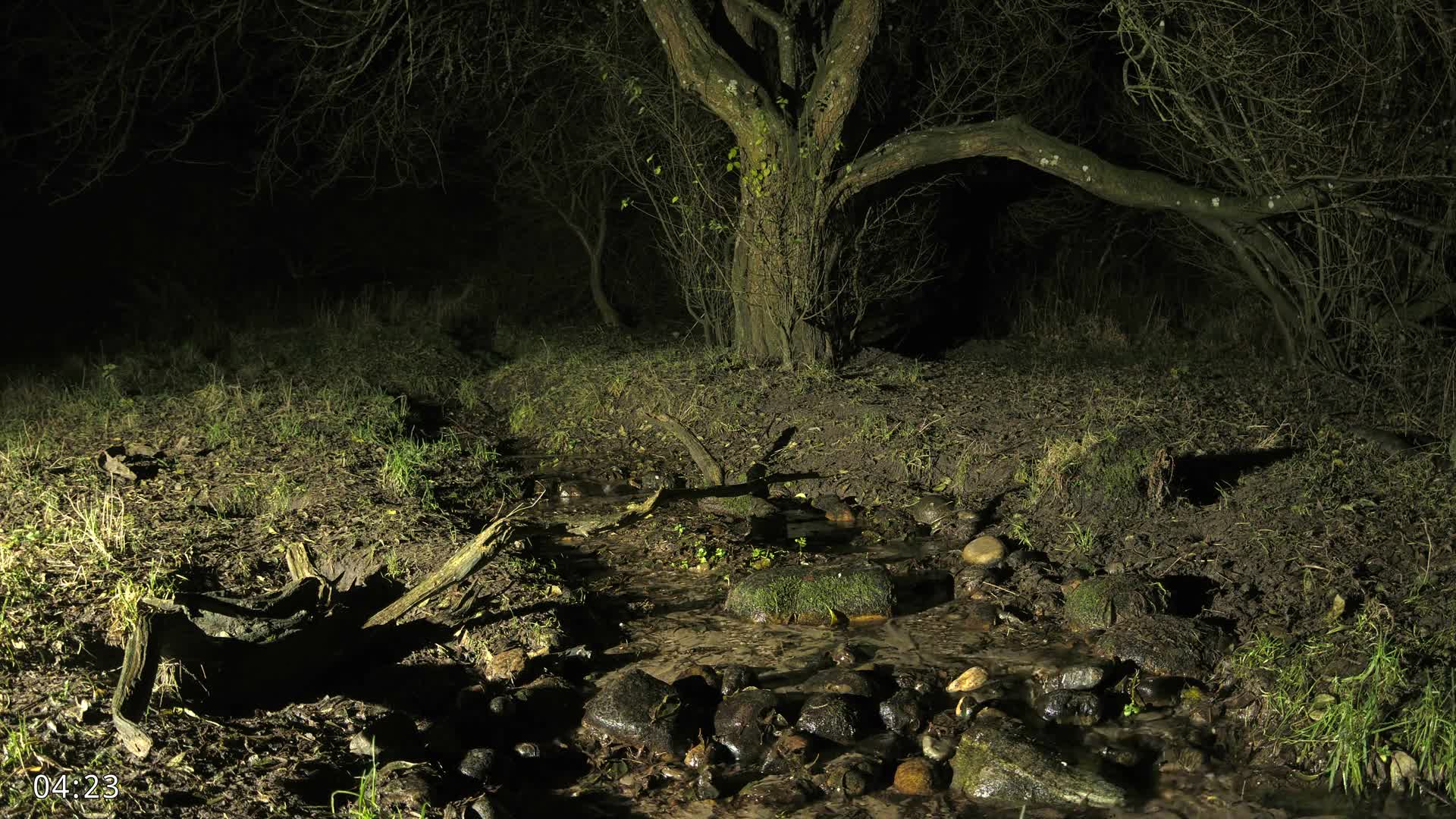 Dronninglund, Wildlife In The Forest Live Cam - Dronninglund, Bronderslev, Nordjylland(North Denmark), Denmark