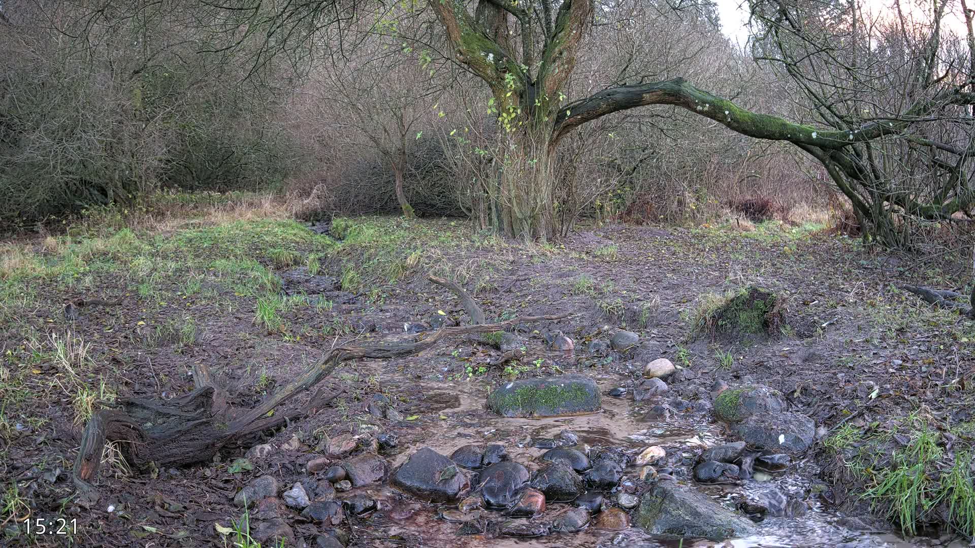 Dronninglund, Wildlife In The Forest Live Cam - Dronninglund, Bronderslev, Nordjylland(North Denmark), Denmark