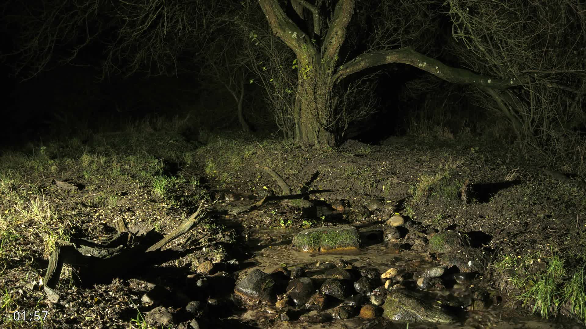 Dronninglund, Wildlife In The Forest Live Cam - Dronninglund, Bronderslev, Nordjylland(North Denmark), Denmark