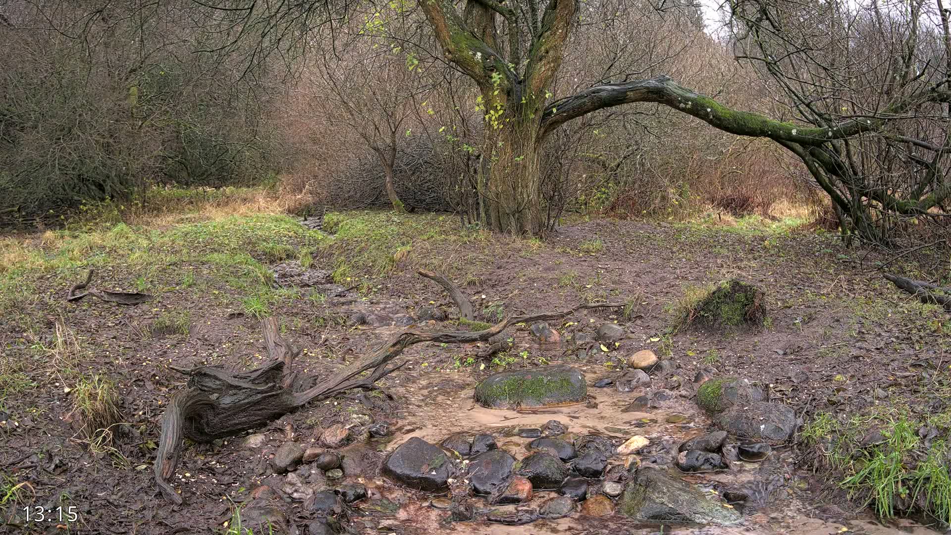 Dronninglund, Wildlife In The Forest Live Cam - Dronninglund, Bronderslev, Nordjylland(North Denmark), Denmark