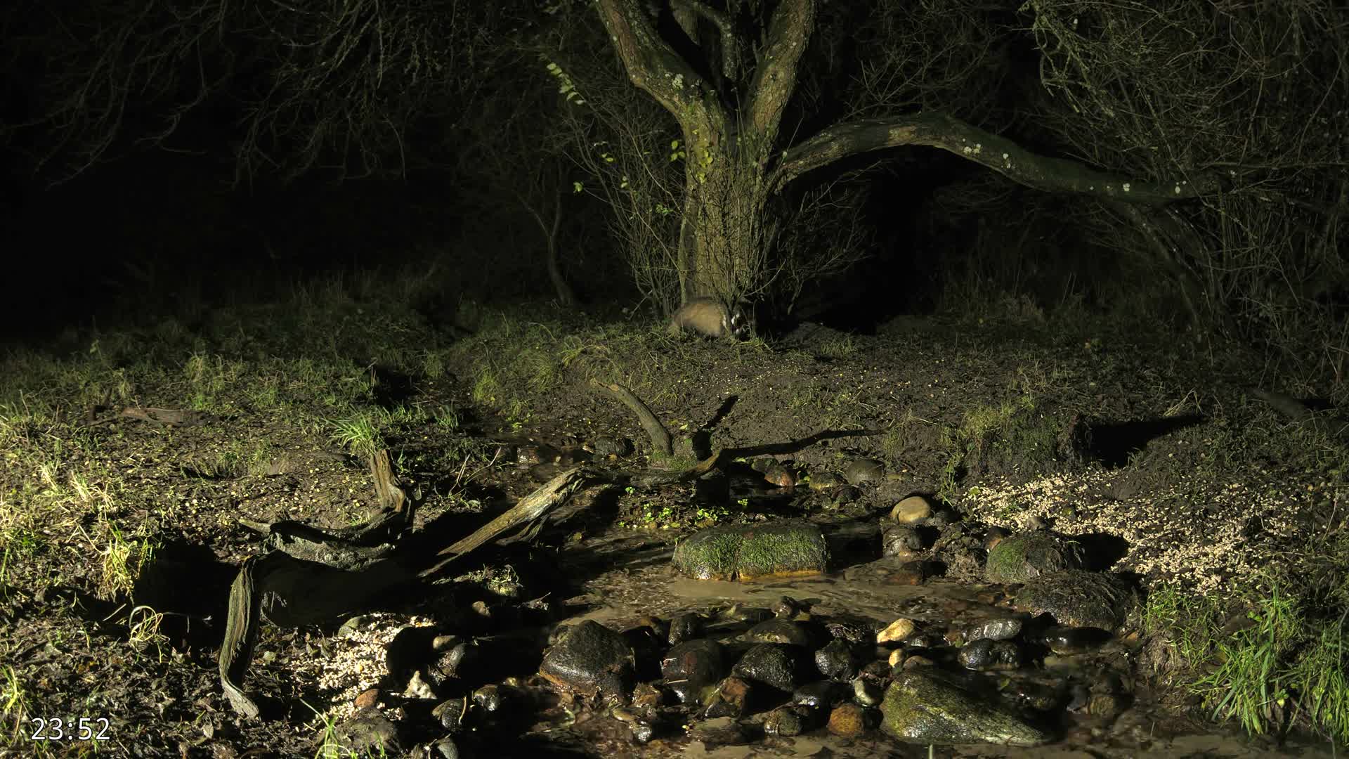 A damp and muddy woodland scene features a small rocky stream flowing through the foreground, surrounded by fallen leaves and sparse green vegetation, with bare trees and dense brush filling the background under an overcast sky.