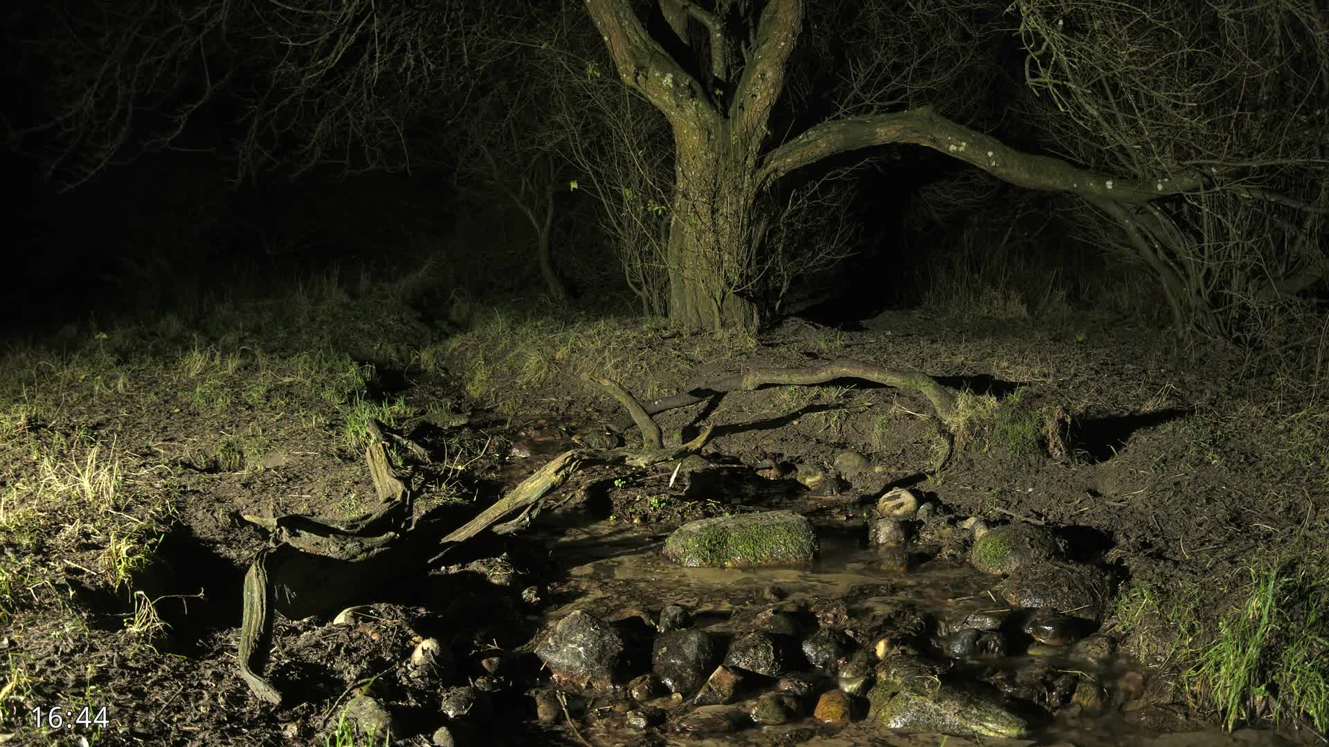 Dronninglund, Wildlife In The Forest Live Cam - Dronninglund, Bronderslev, Nordjylland(North Denmark), Denmark