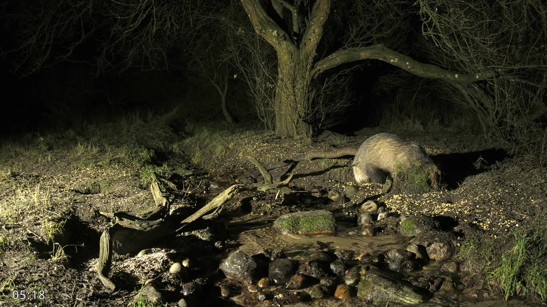 Dronninglund, Wildlife In The Forest Live Cam - Dronninglund, Bronderslev, Nordjylland(North Denmark), Denmark