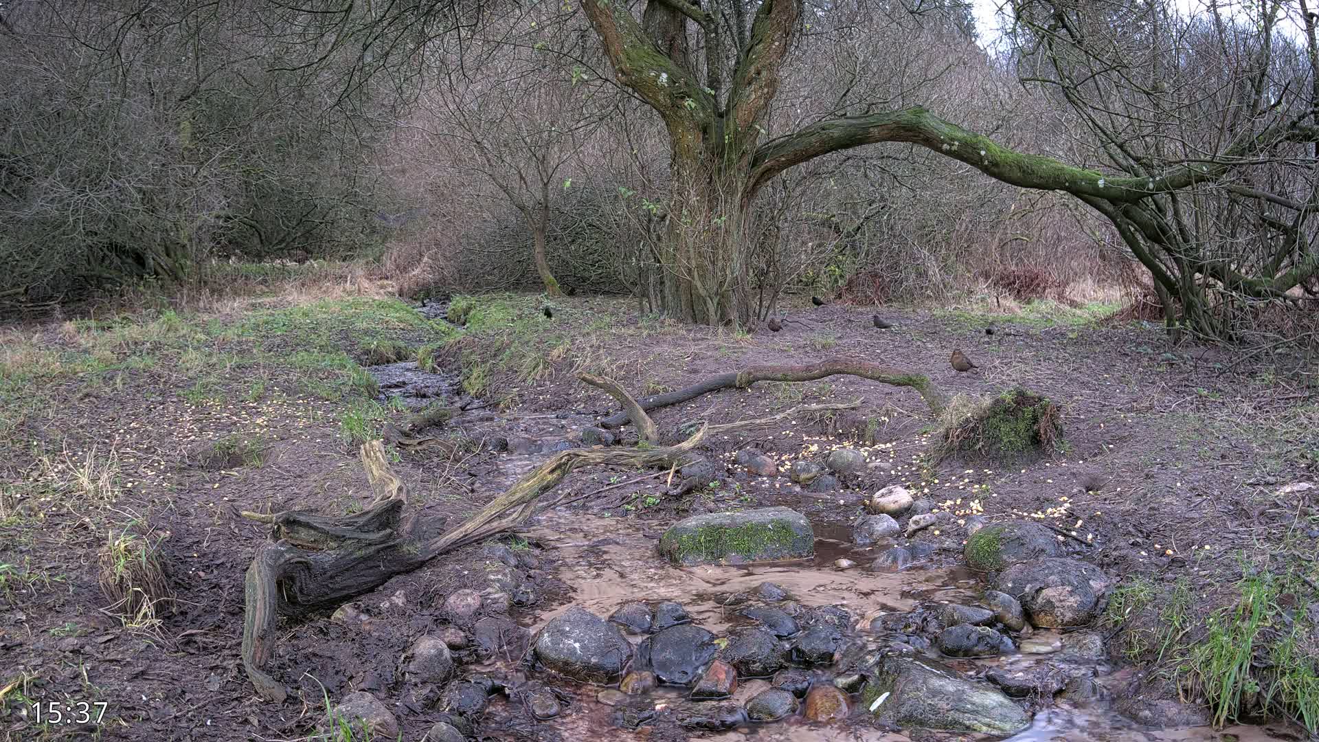 Dronninglund, Wildlife In The Forest Live Cam - Dronninglund, Bronderslev, Nordjylland(North Denmark), Denmark